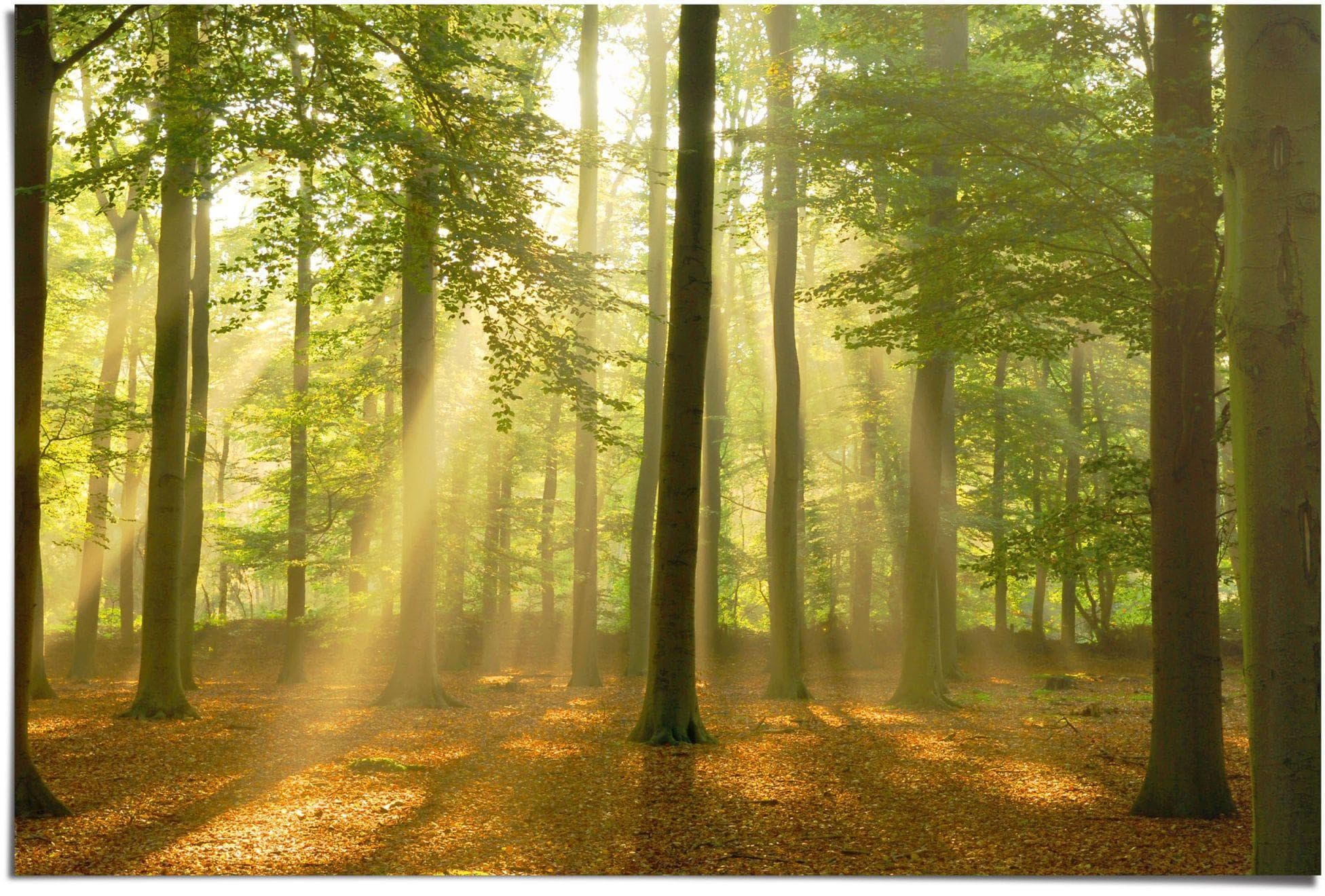Poster REINDERS Erleuchteter Wald Grün