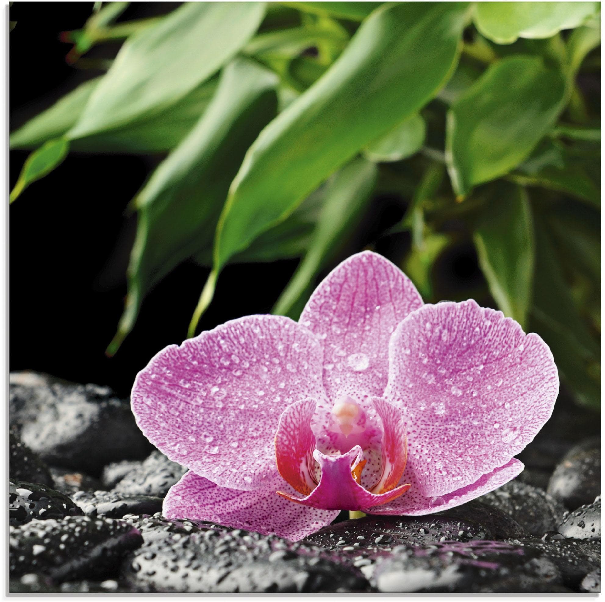 Artland Glasbild Rosa Orchidee auf schwarzen Zen Steinen