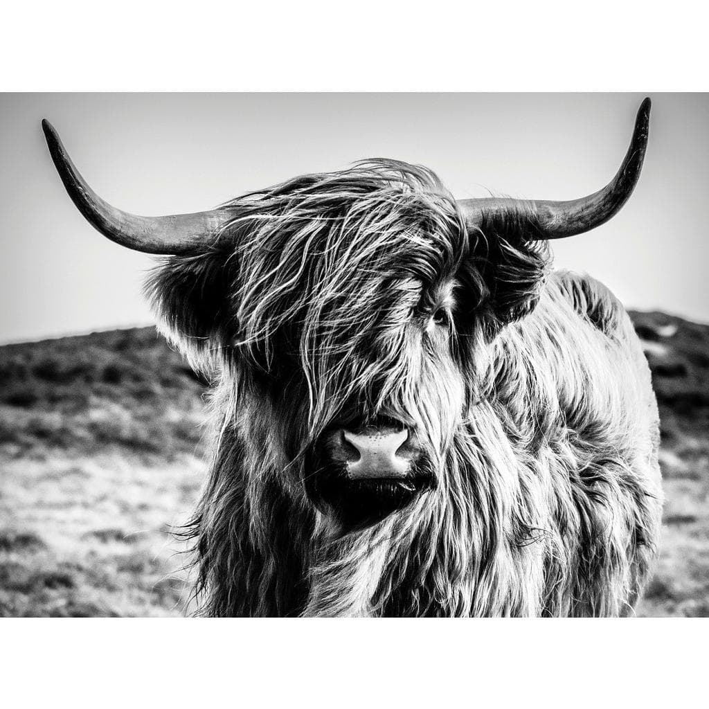 Euroart Leinwandbild Tiere 135x100 cm