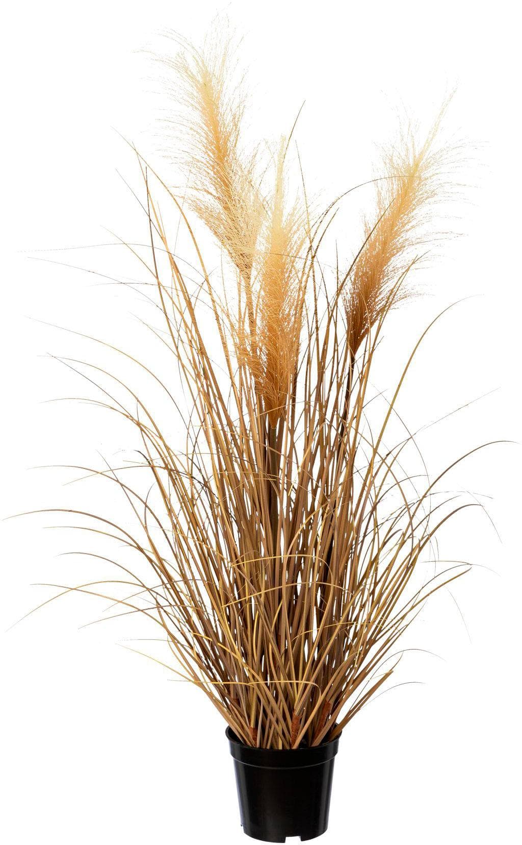 Creativ Green Pampasgras Grasbusch Beige Kunststofftopf