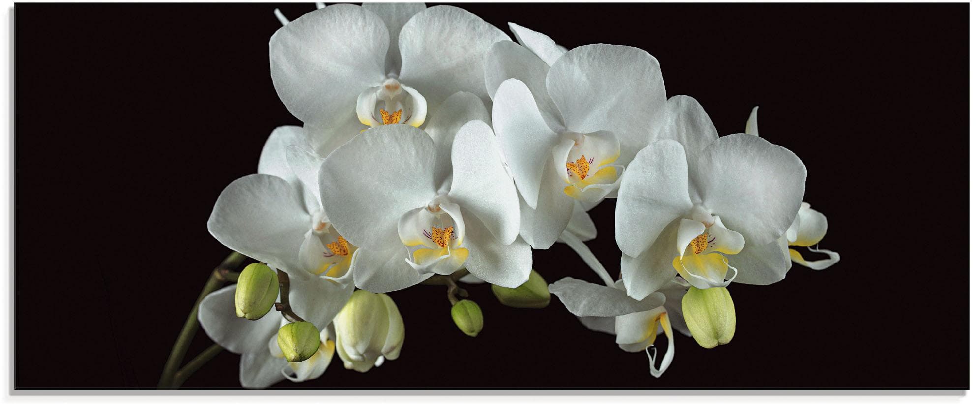 Glasbild ARTLAND Weiße Orchidee auf schwarzem Hintergrund