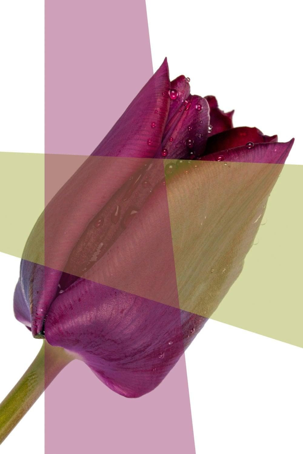 QUEENCE Acrylglasbild Blume Grün Fine Art Print 80x120 cm