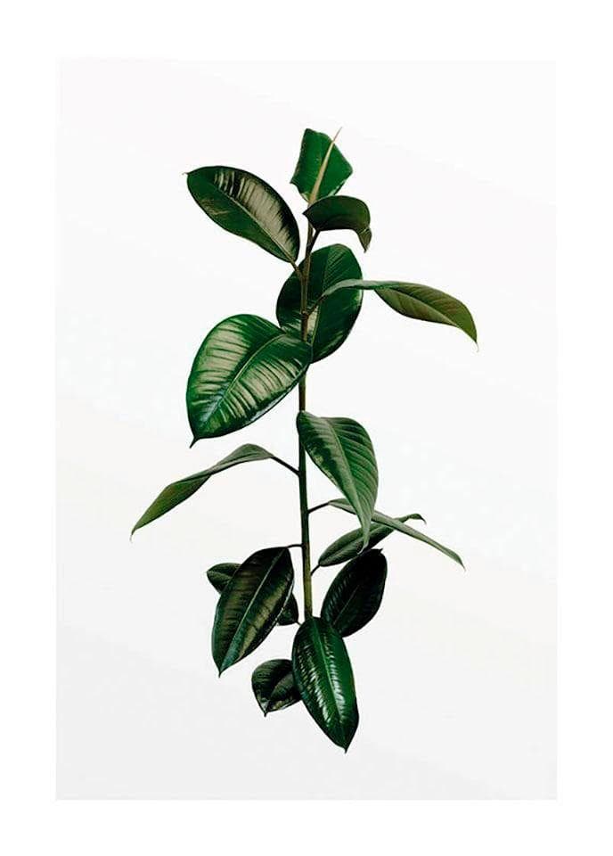Komar Bild Ficus Branch Grün Wandbild 40x50 cm