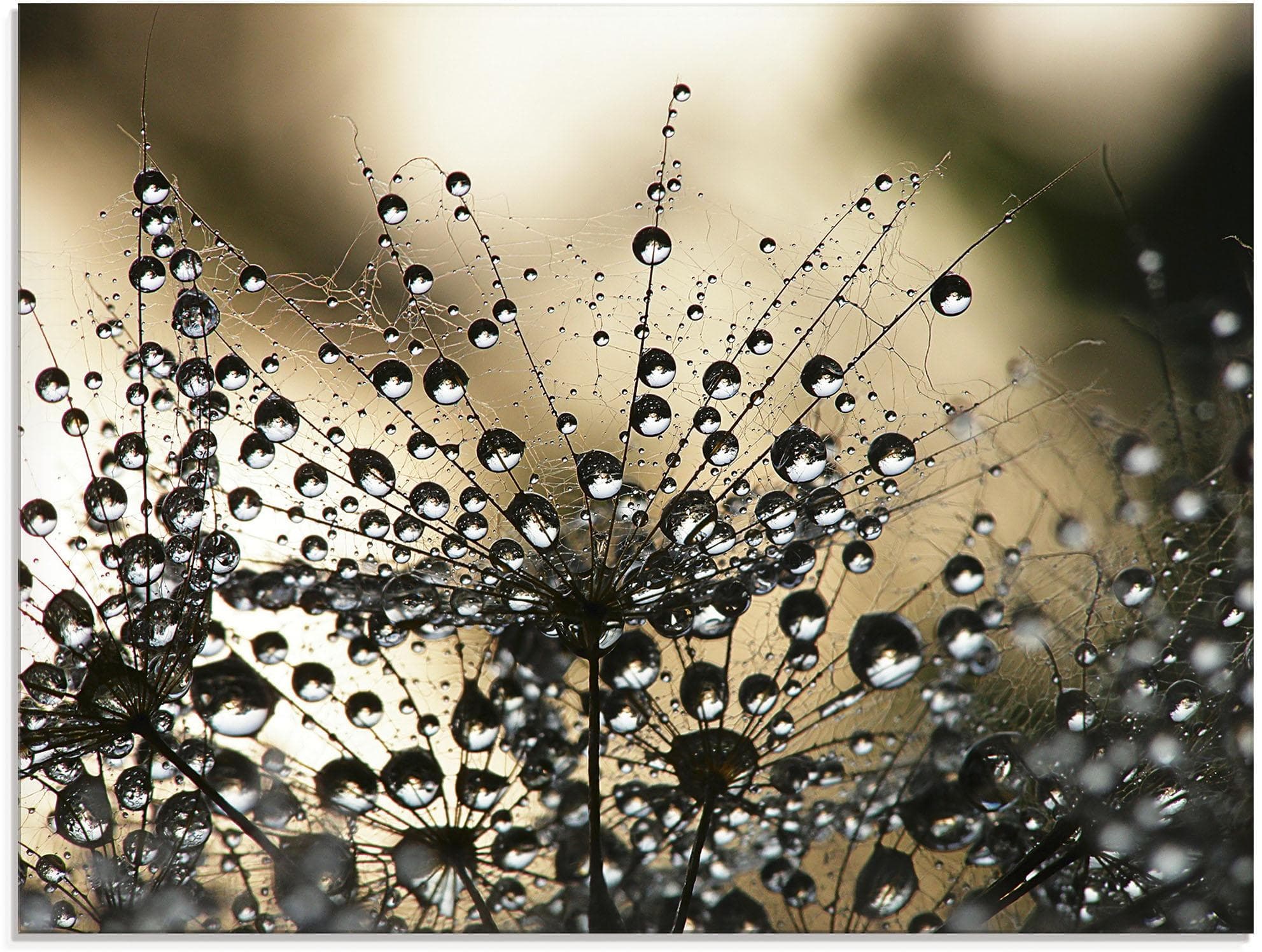 Artland Glasbild "Nasser Löwenzahn" Schwarz Blumenmotiv