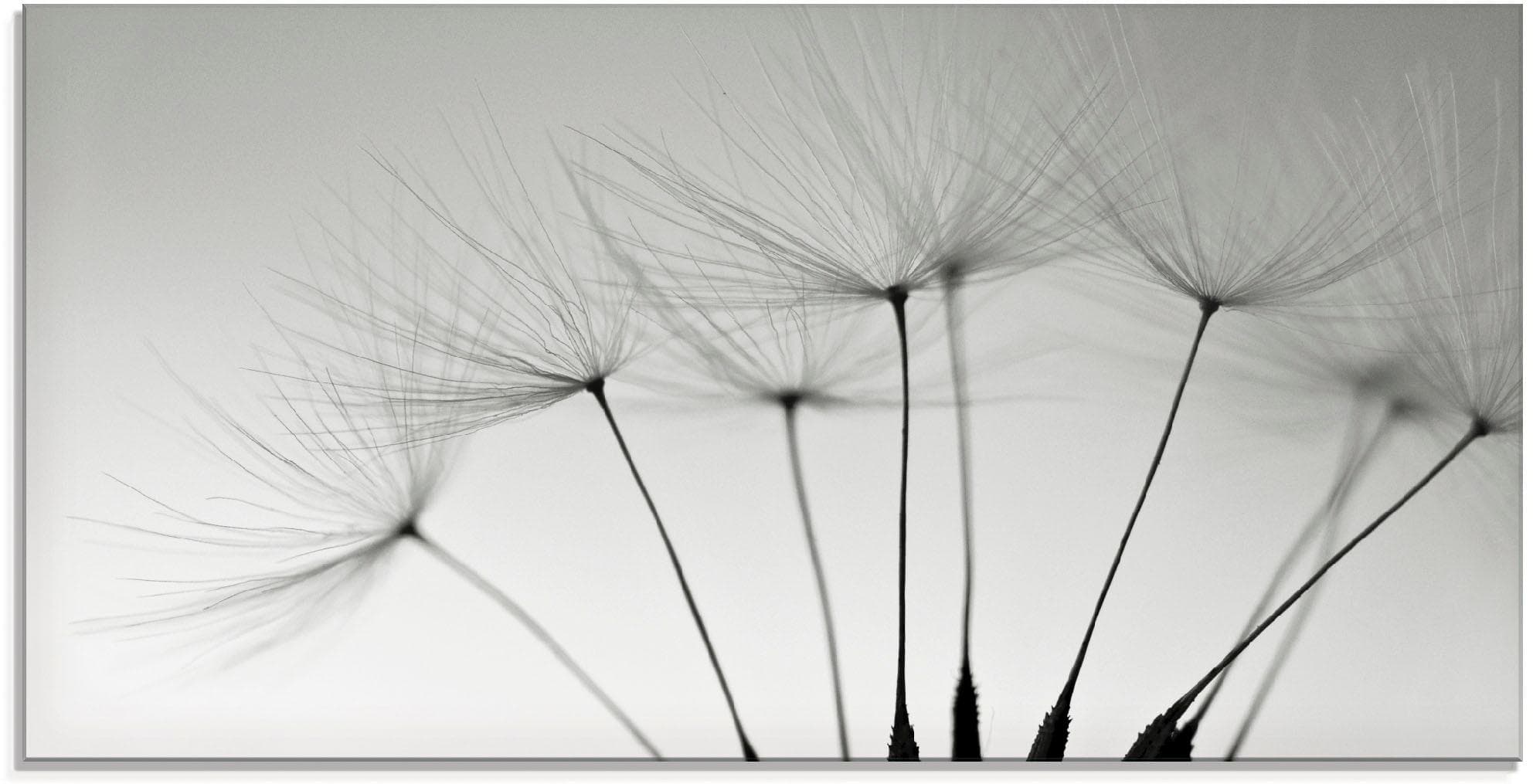 Artland Glasbild Pusteblumen-Samen Grau