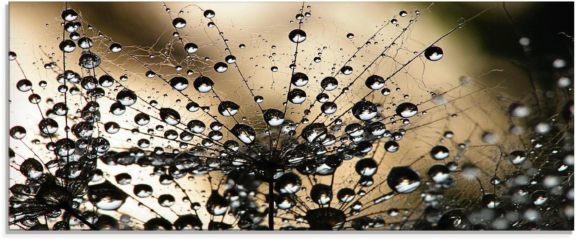 Glasbild ARTLAND "Nasser Löwenzahn" Schwarz