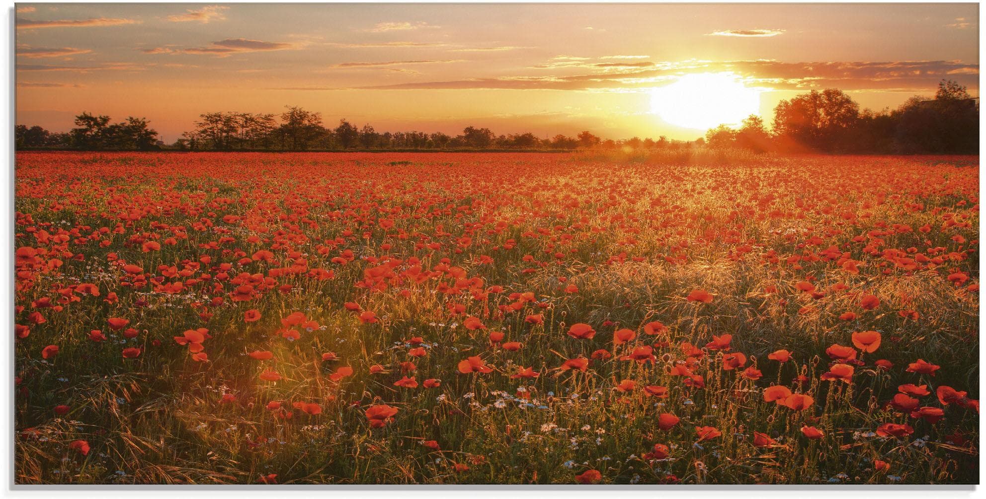 Artland Glasbild Mohnblumenfeld bei Sonnenuntergang Rot