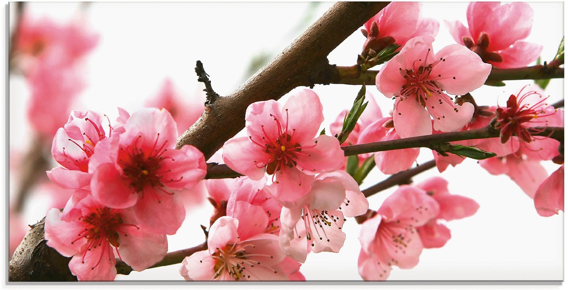 Artland Glasbild Pfirsichblüten reflektieren im Wasser Pink