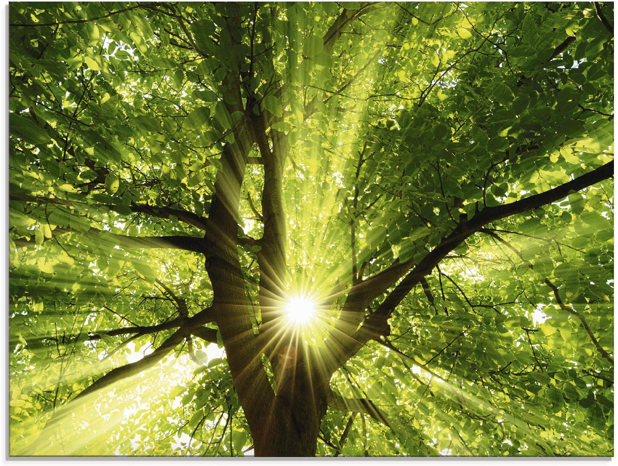 Artland Glasbild Sonne strahlt explosiv durch Grün Handarbeit
