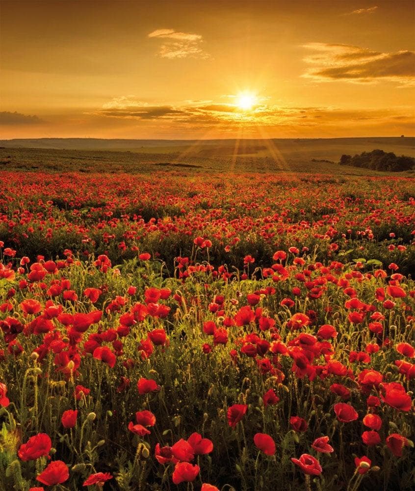 Leinwandbild BÖNNINGHOFF Rot Grün Blumen Landschaft