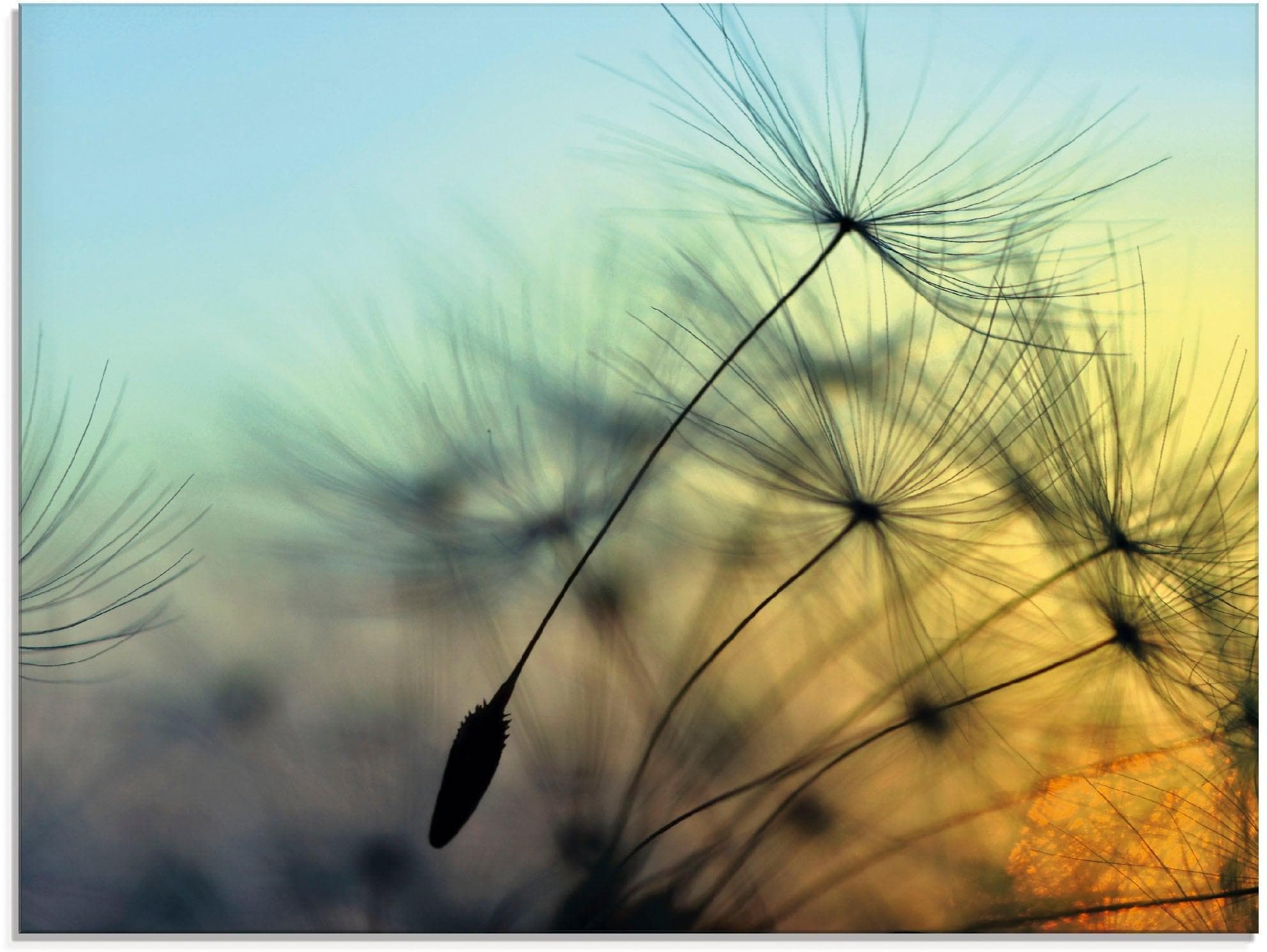 Glasbild ARTLAND Goldener Sonnenuntergang und Pusteblumen