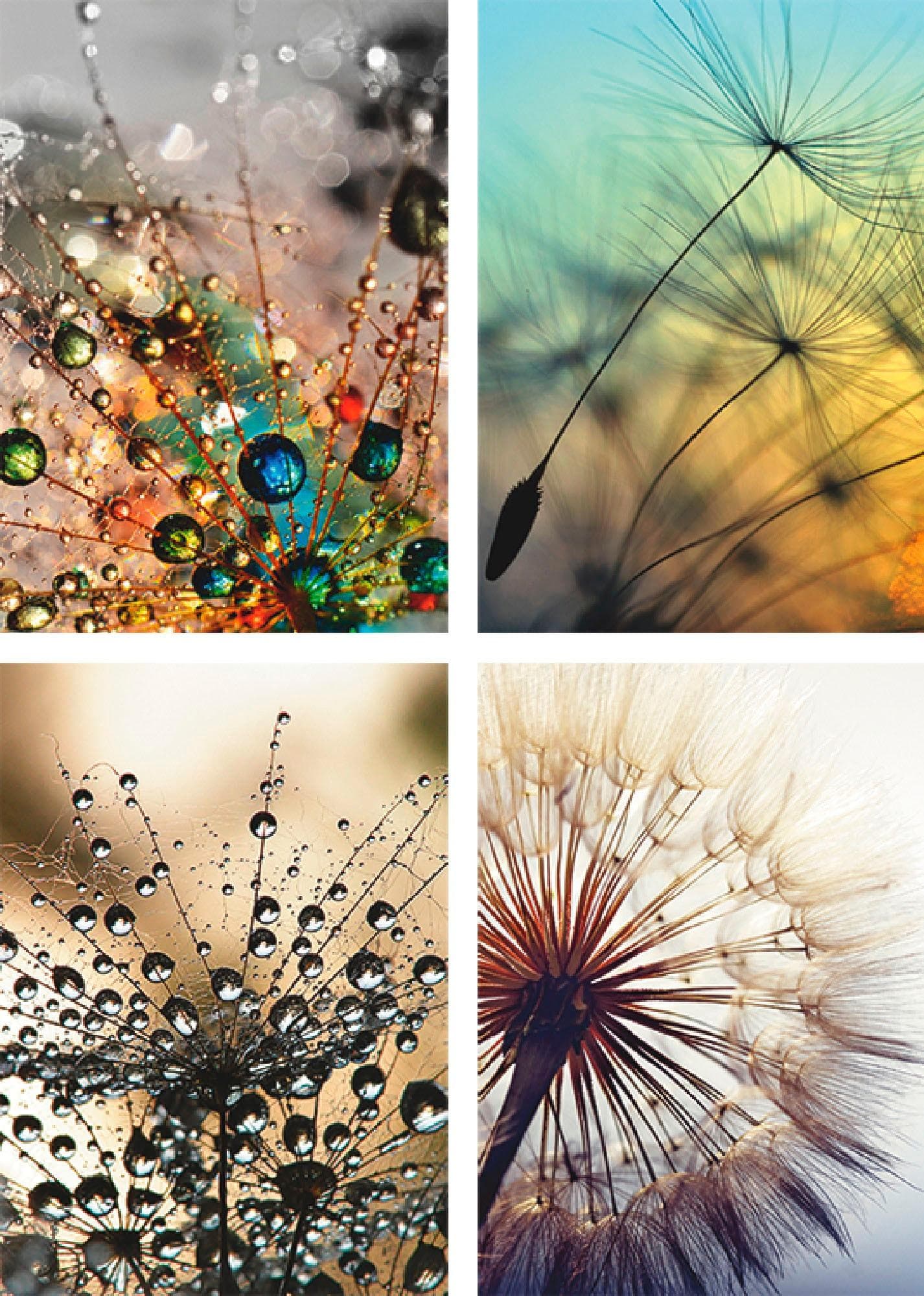 Artland Poster Pusteblume Nahaufnahme Löwenzahn 4er Set
