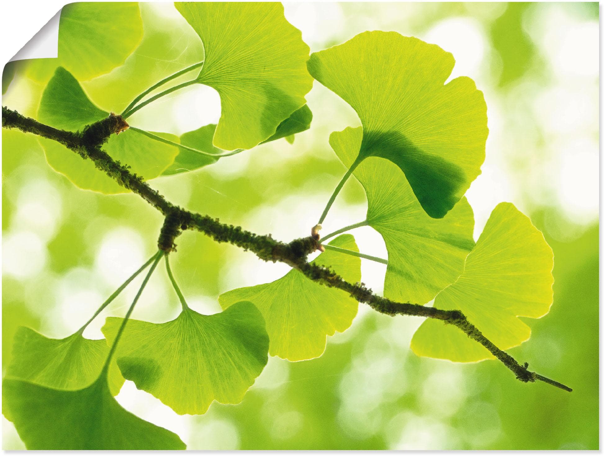 Artland Wandbild Ginkgo Grün Leinwandbild