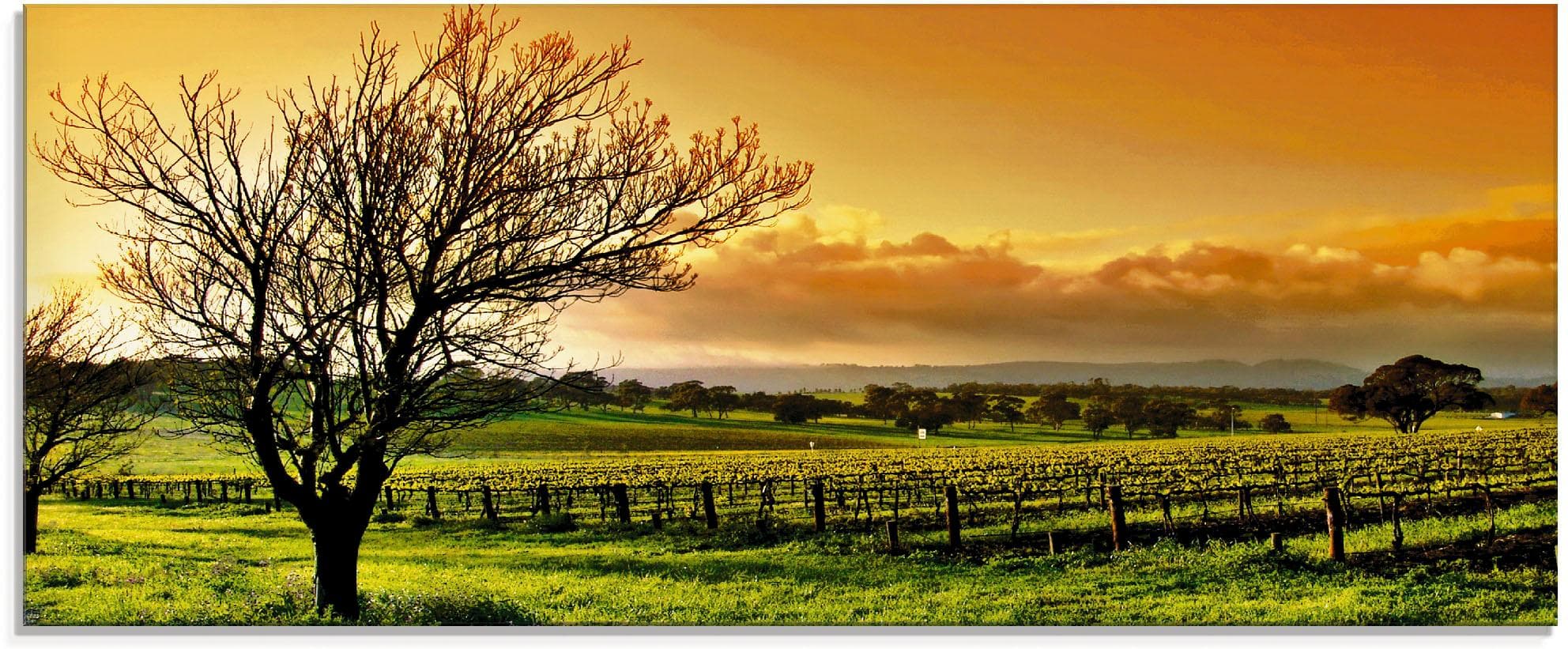 Artland Glasbild Landschaft mit Weinbergen 125x50 cm Orange
