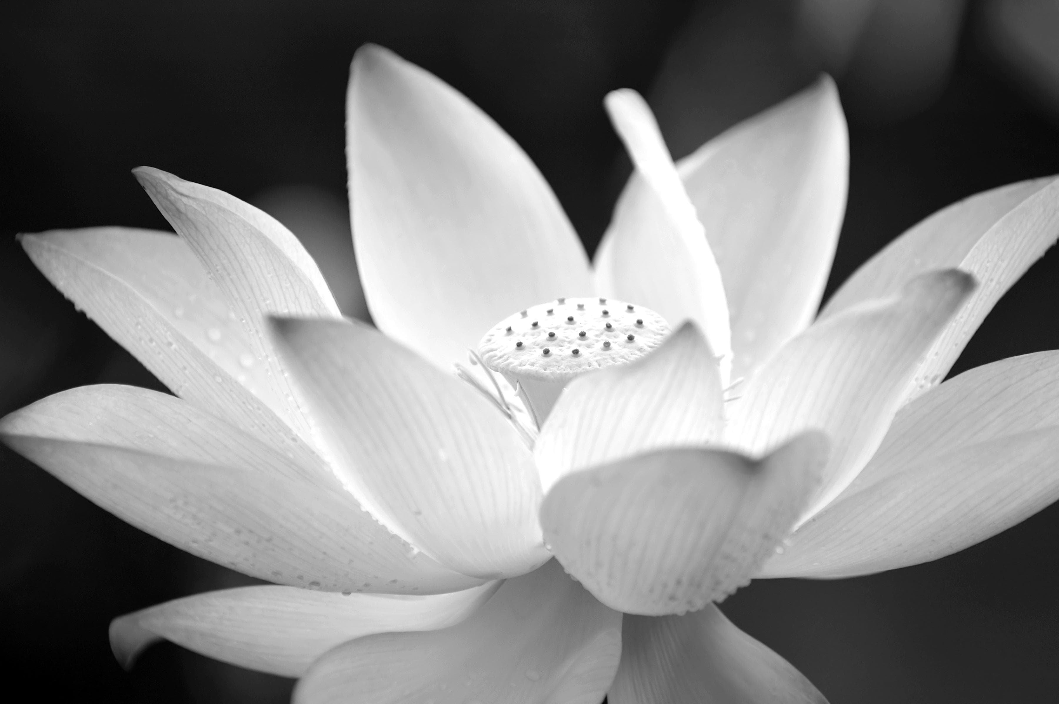 PAPERMOON Fototapete Blume Schwarz Weiß Vlies