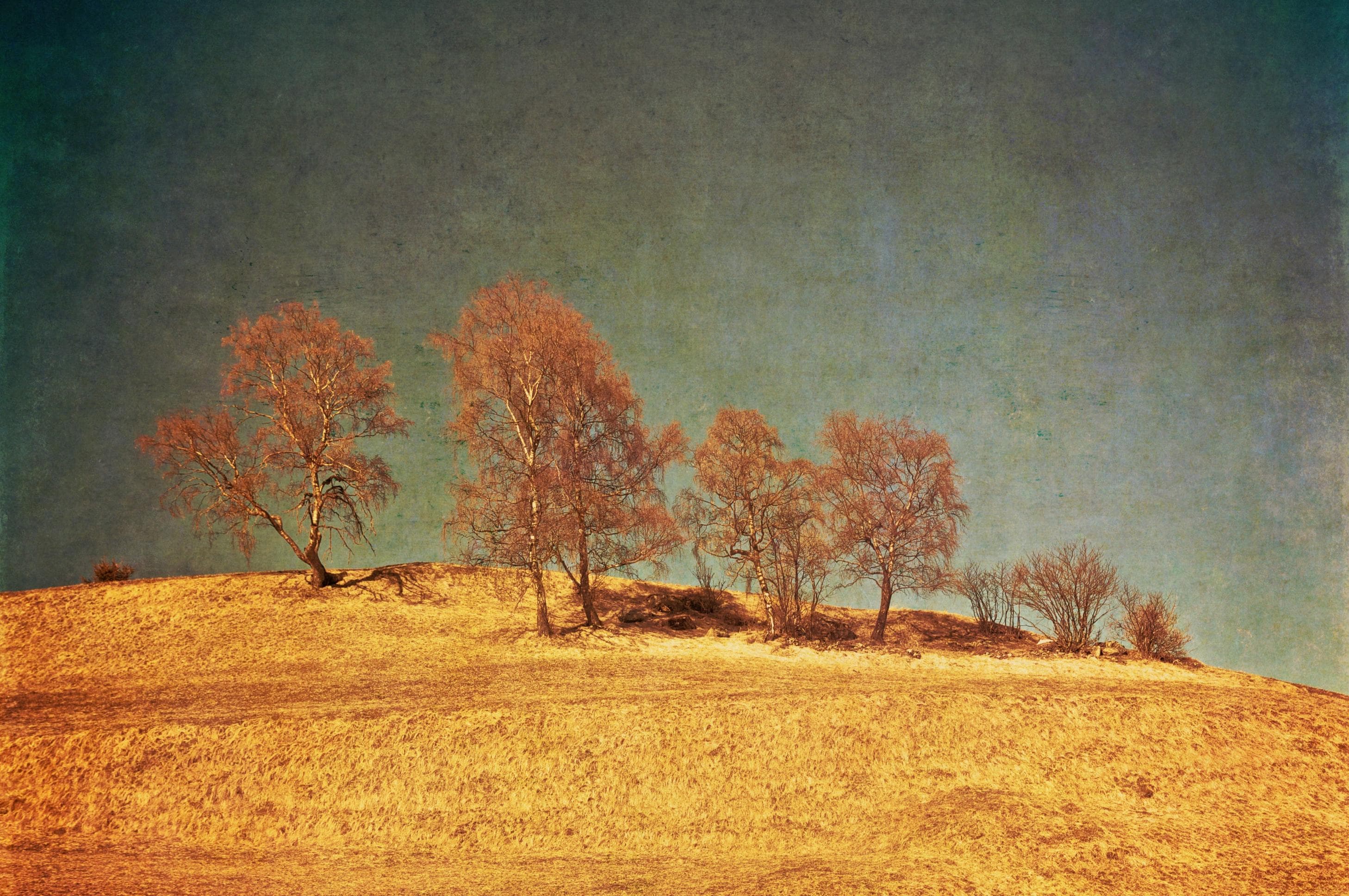 Fototapete PAPERMOON Bäume Vintage Natur Landschaft Herbst Wald XXL