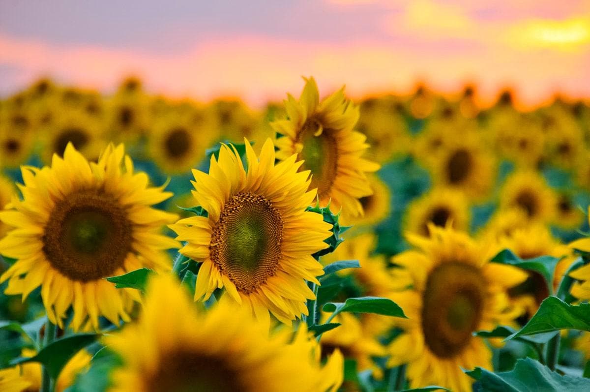Fototapete PAPERMOON Feld der Sonnenblumen Vlies