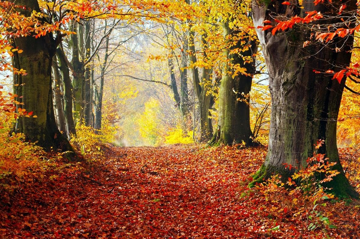 Fototapete PAPERMOON Mystischer Herbstpfad Vlies