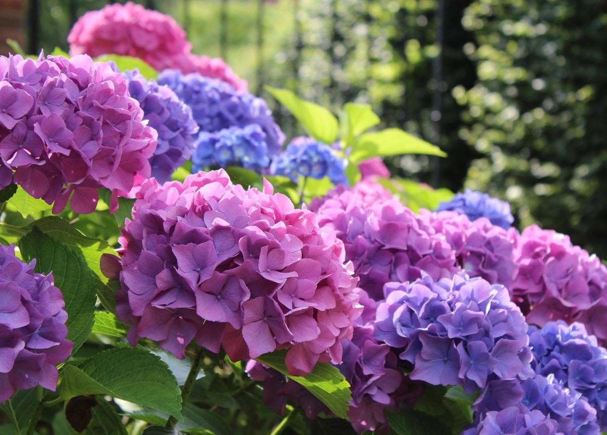 Fototapete PAPERMOON Hydrangea Macrophylla Vlies 450x280cm