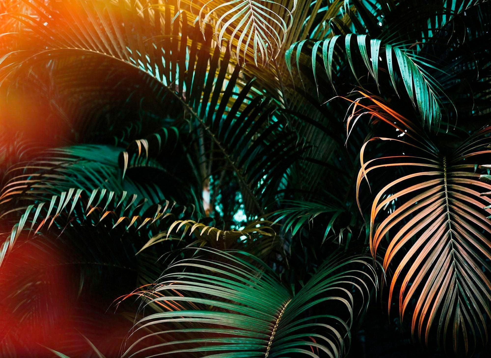 Fototapete LIVING WALLS Jungle Vlies 350x255cm