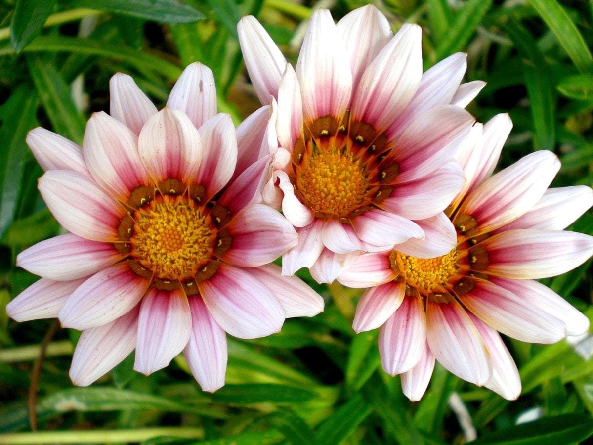 PAPERMOON Fototapete Afrikanische Gazania Blumen Vlies