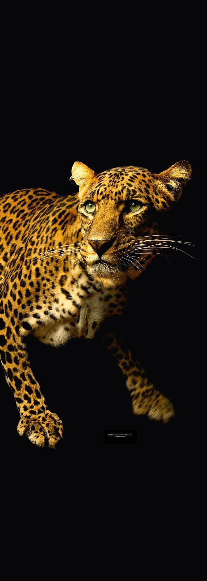 ARCHITECTS PAPER Fototapete Leopard Braun Schwarz Vlies 1x2,8m