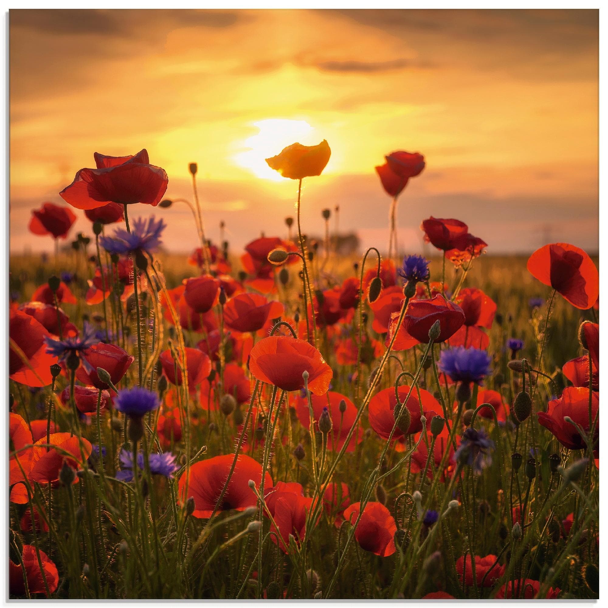 Glasbild ARTLAND 'Mohnblumen im Abendlicht' 50x50 cm