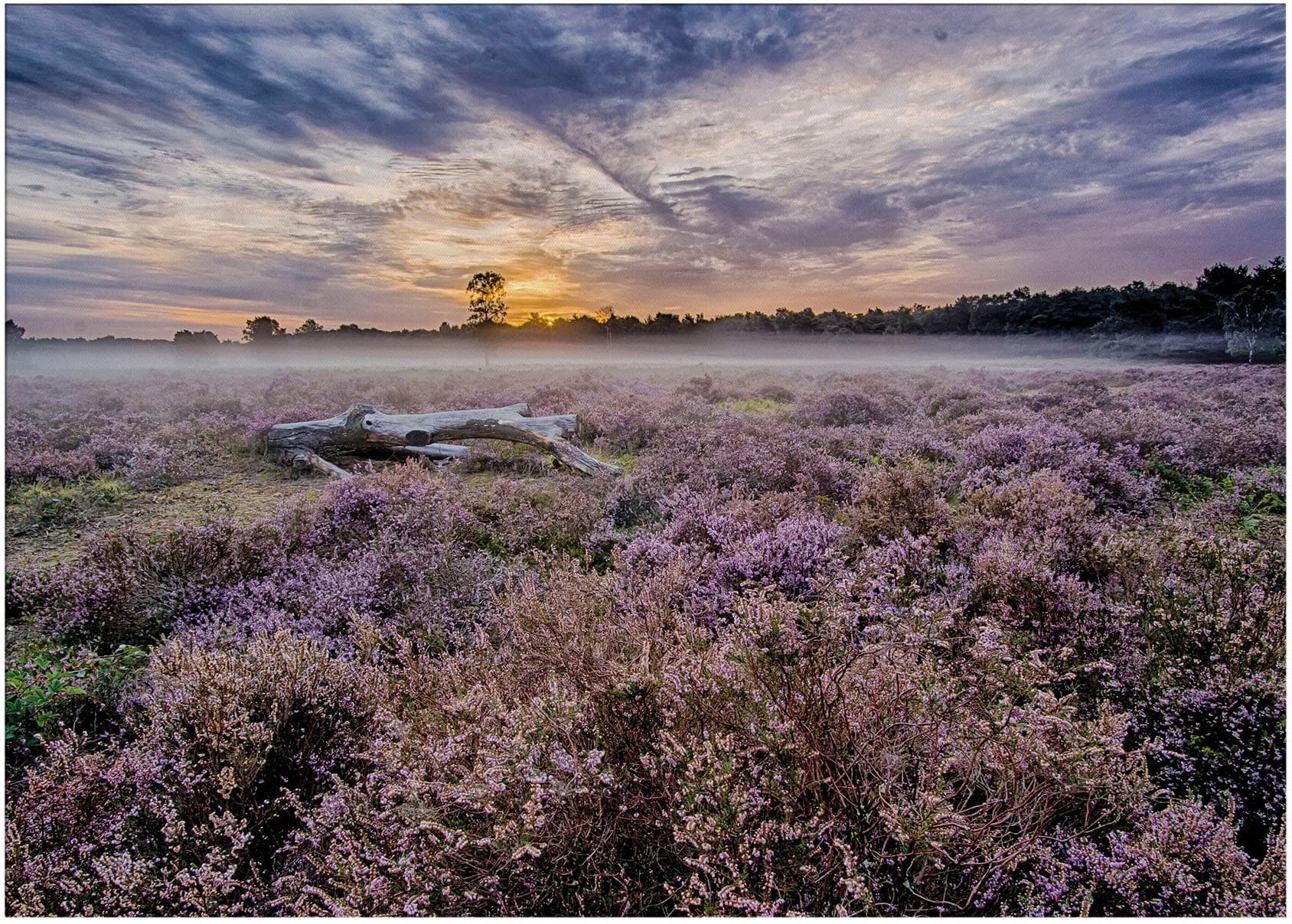 Art for the Home Leinwandbild Outdoor Lavendel 50x70 cm lila