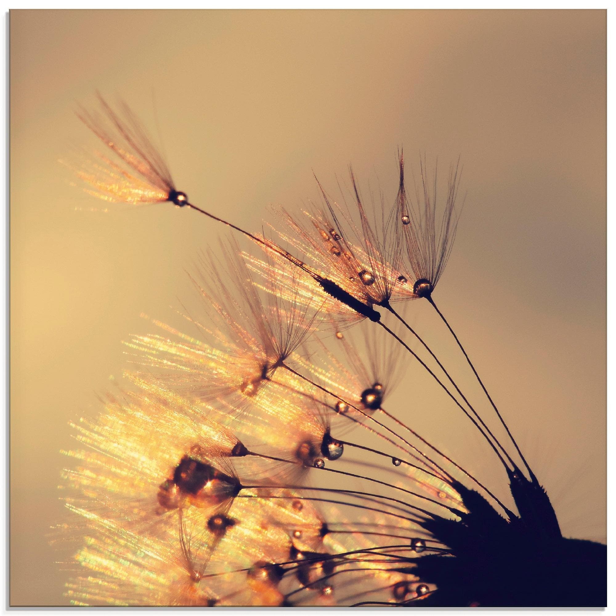 Glasbild ARTLAND Pusteblume Goldene Schirmchen 50x50cm