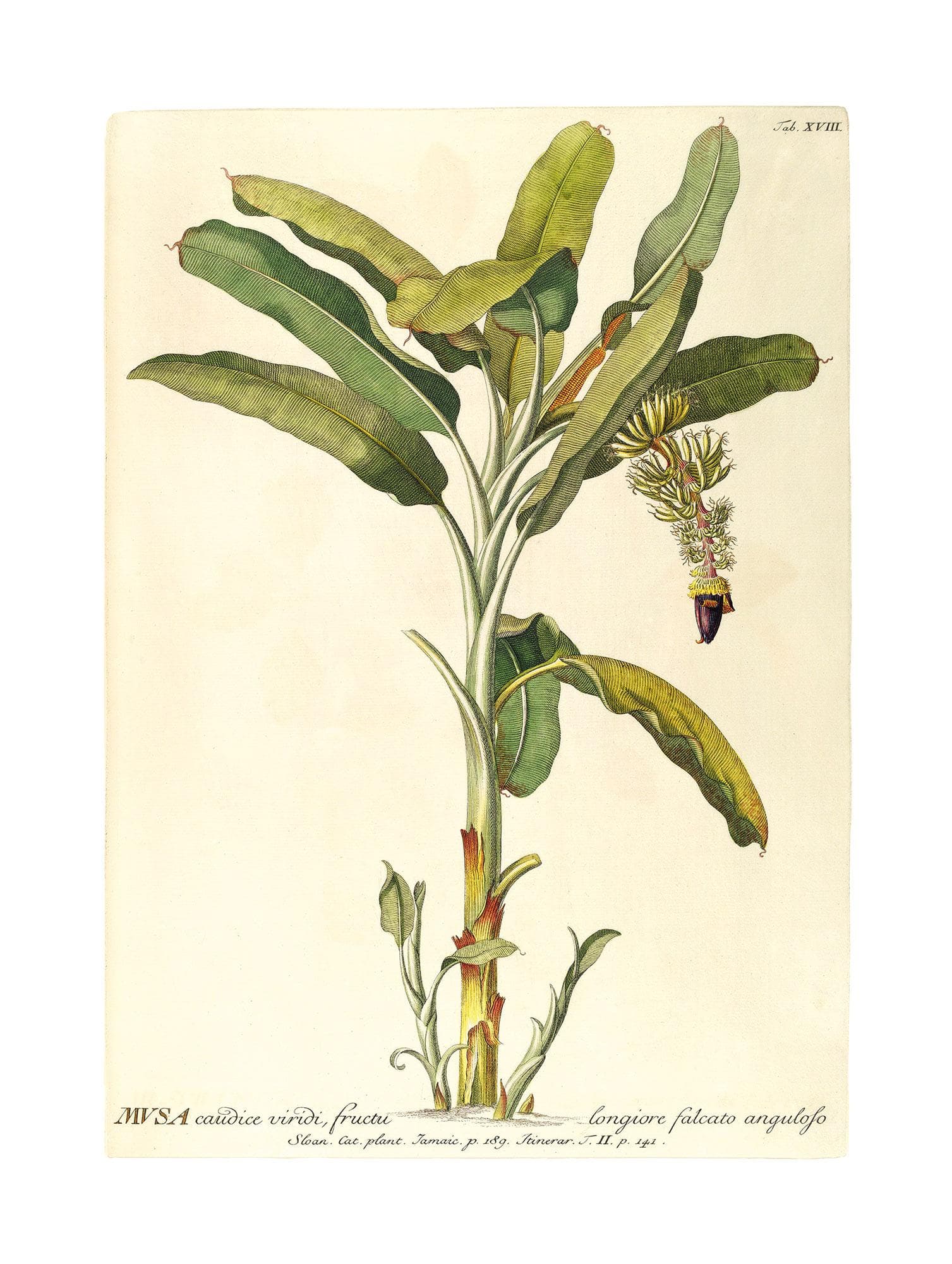 Komar Rainforest Sapling Poster - Wandbild 30x40 cm