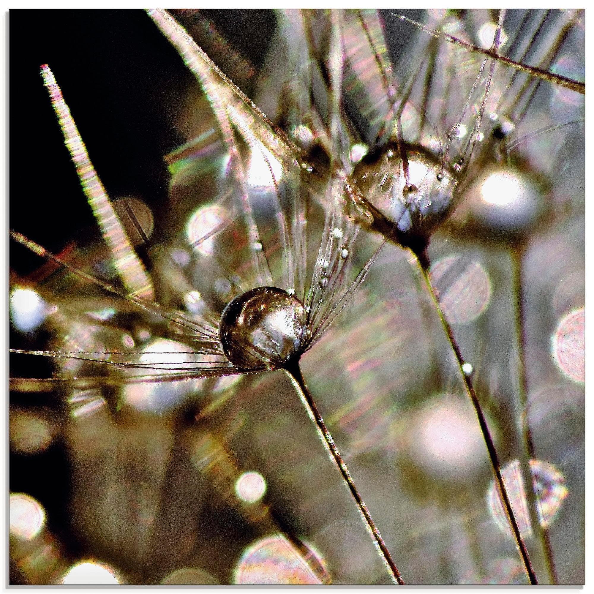 ARTLAND Glasbild Pusteblume Gold 50x50 cm