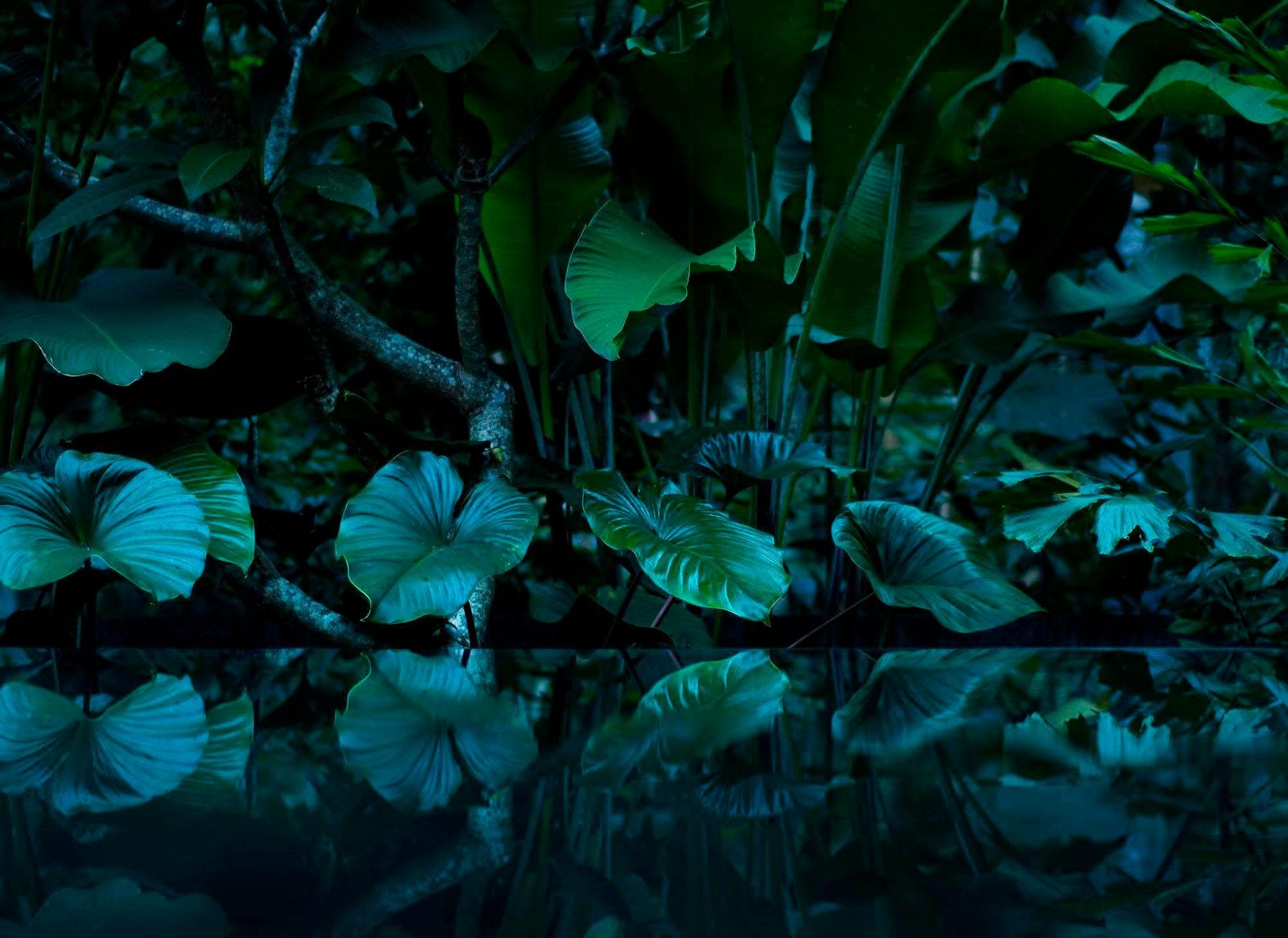 Fototapete LIVING WALLS Tropical Leafs Vlies - Tropisch Bunt