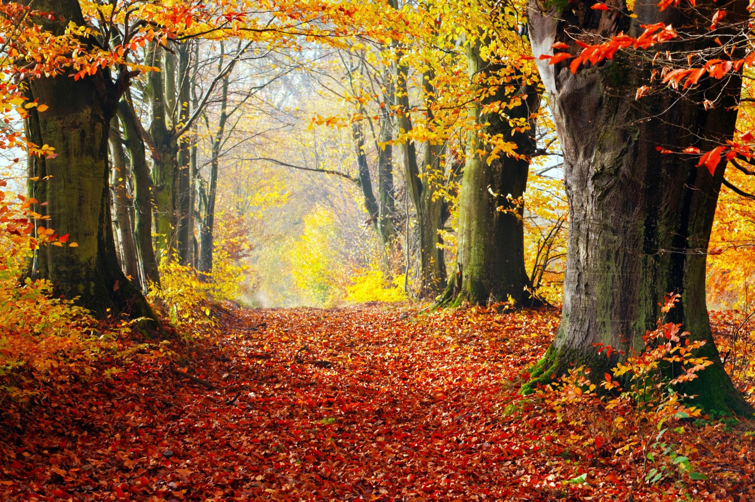 Fototapete PAPERMOON WALD-HERBST BÄUME NATUR LANDSCHAFT BAUM ALLEE WANDBILD