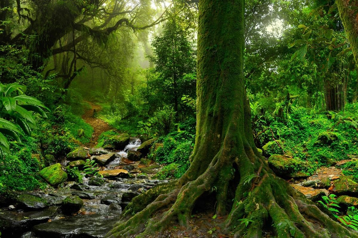 Fototapete PAPERMOON Tropischer Dschungel Stream Vlies bunt 4,5m x 2,8m