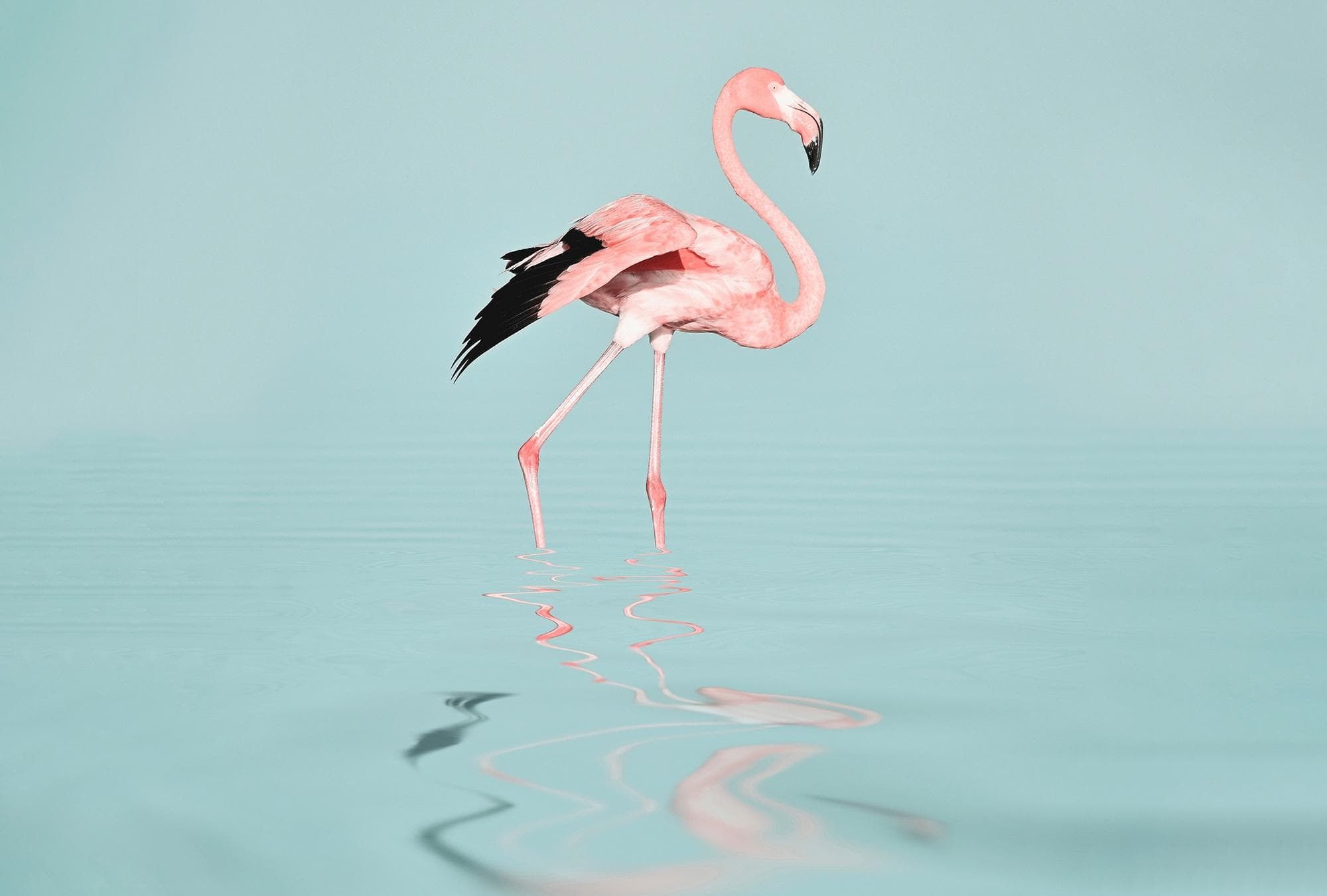Livingwalls Fototapete ARTist Flamingo Water Rosa/Türkis Vlies