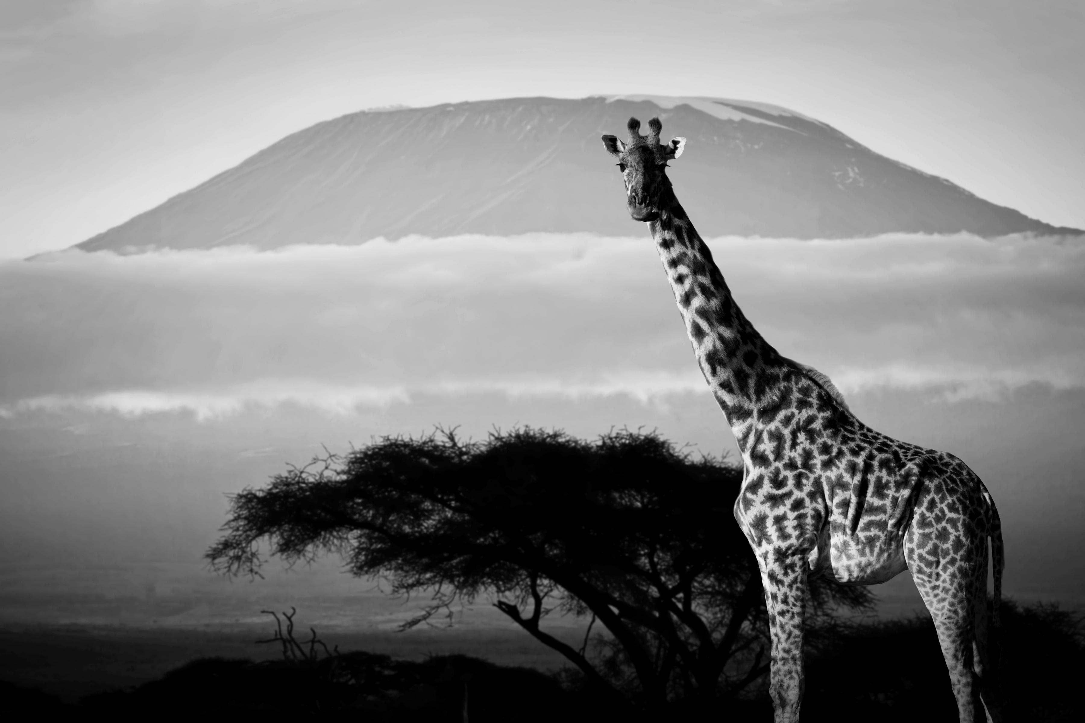 PAPERMOON Fototapete Giraffe Schwarz Weiß Vlies 4,5x2,8m
