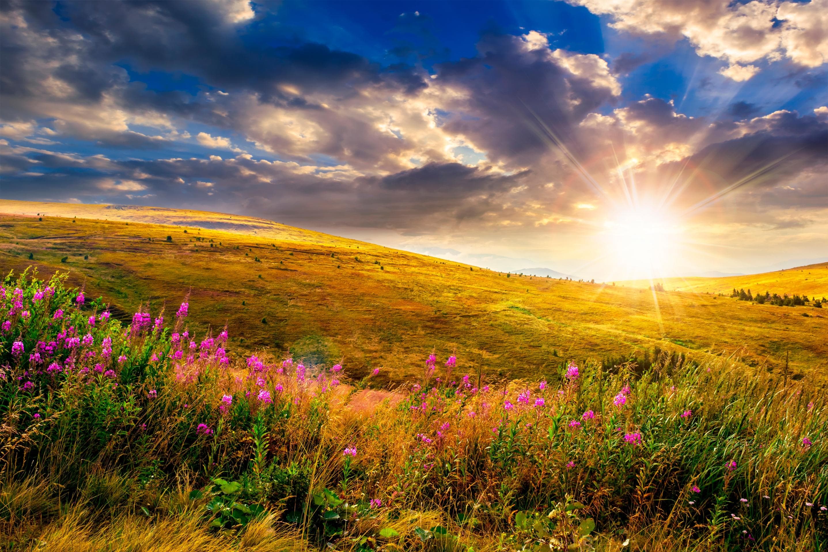 Fototapete PAPERMOON Wild Flowers Mountain Sunset bunt Vlies