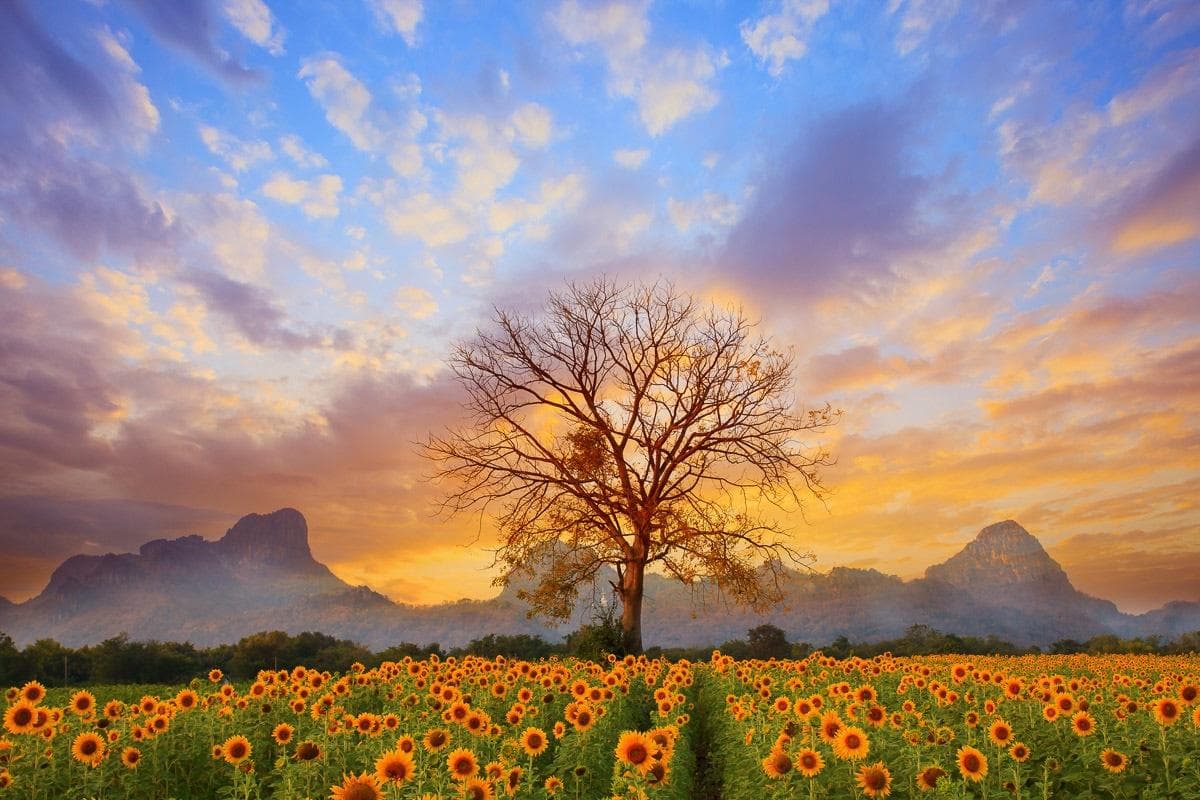 Fototapete PAPERMOON Sonnenblumenlandschaft Vlies 400x260cm