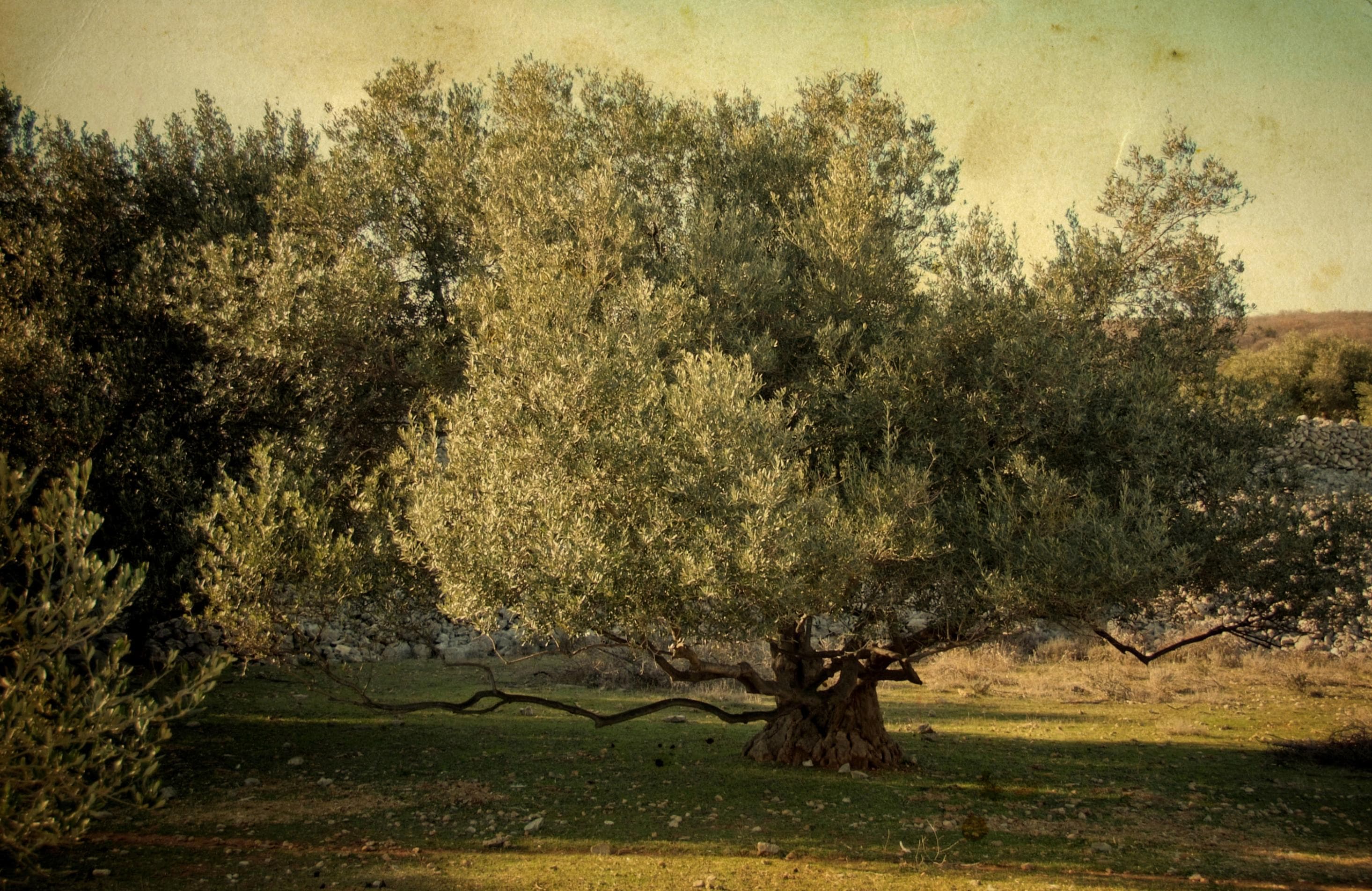 Fototapete PAPERMOON Bäume Natur Landschaft Wald Bäume Pflanzen Wandbild XXL