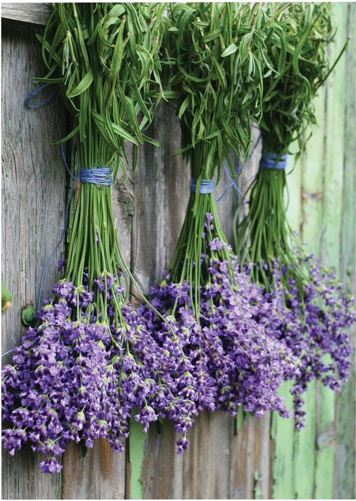 Leinwandbild ART FOR THE HOME 'Outdoor Lavendel 50x70cm' - UV-beständig