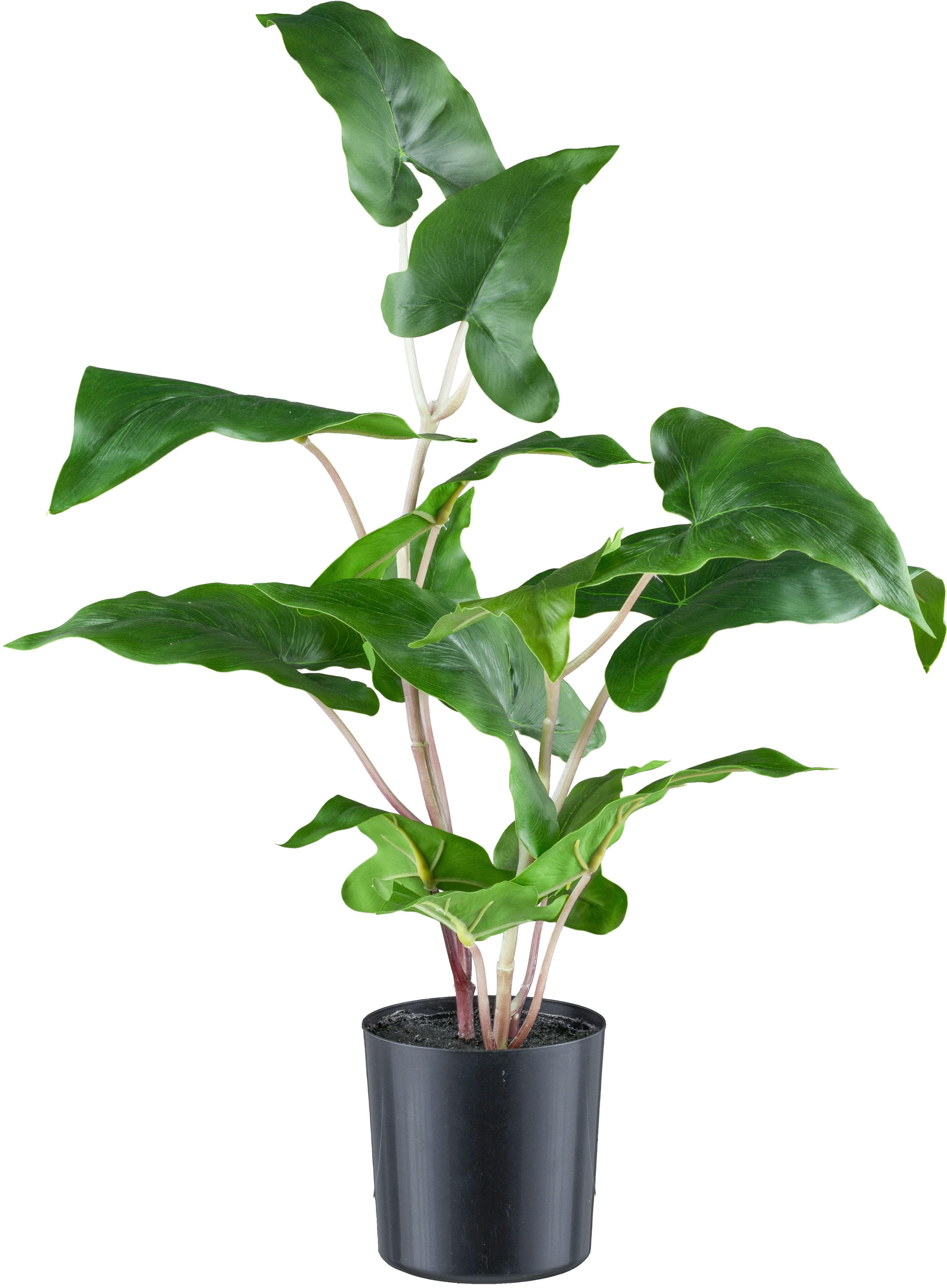 CREATIV GREEN Kunstpflanze Colocasia esculenta Grün 50cm