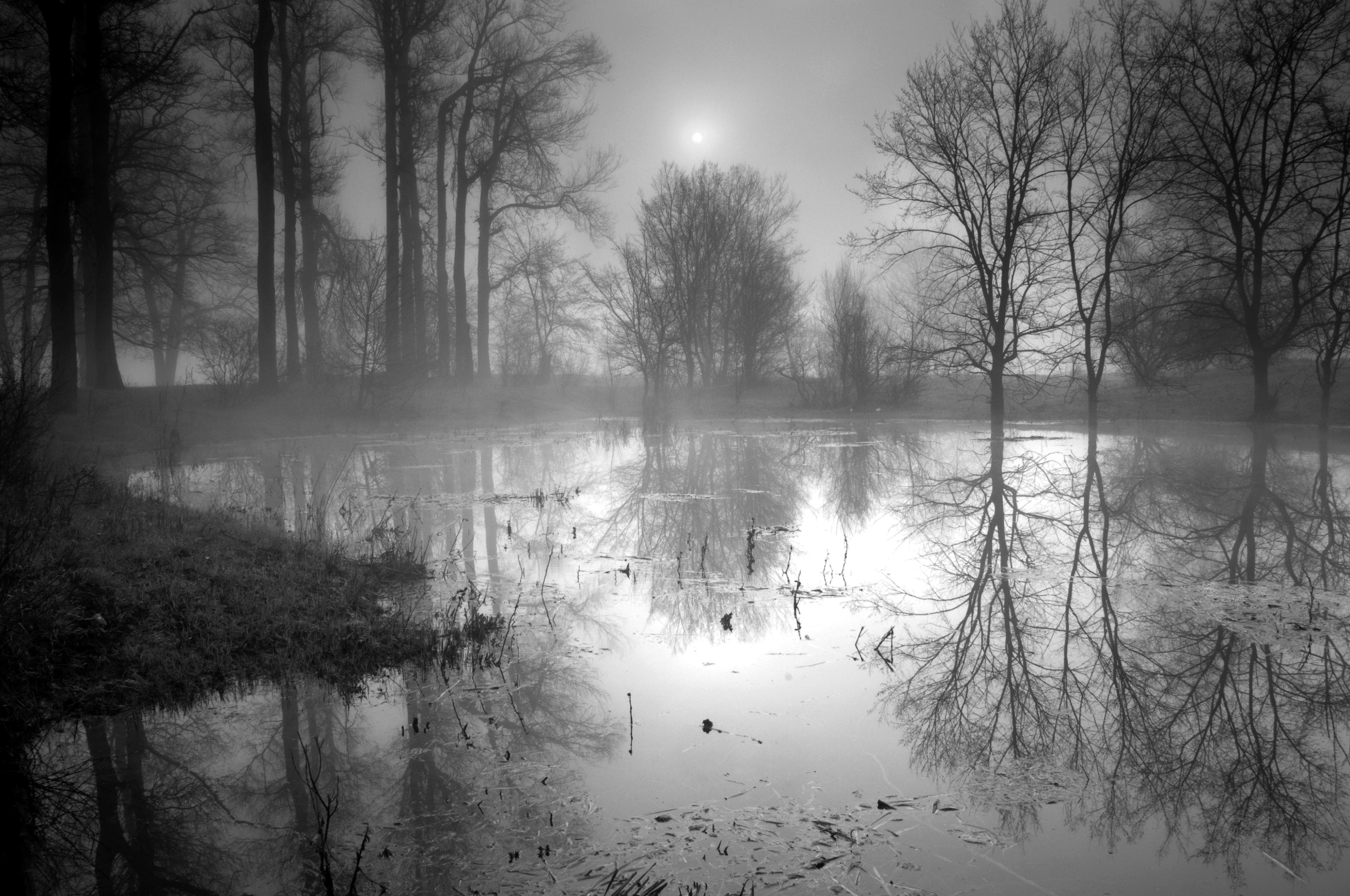 PAPERMOON Fototapete See im Wald Schwarz & Weiß Vlies