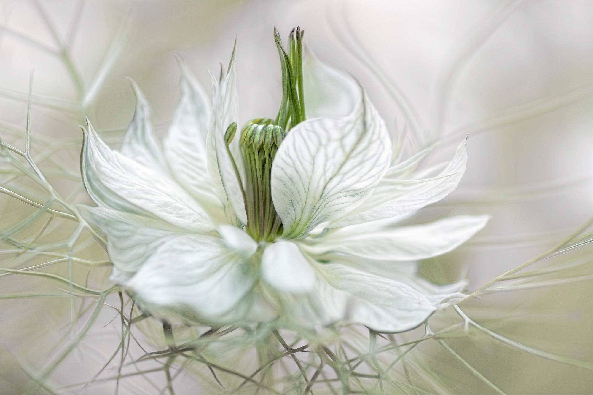 PAPERMOON Fototapete Vlies Bunt Mandy Disher Nigella