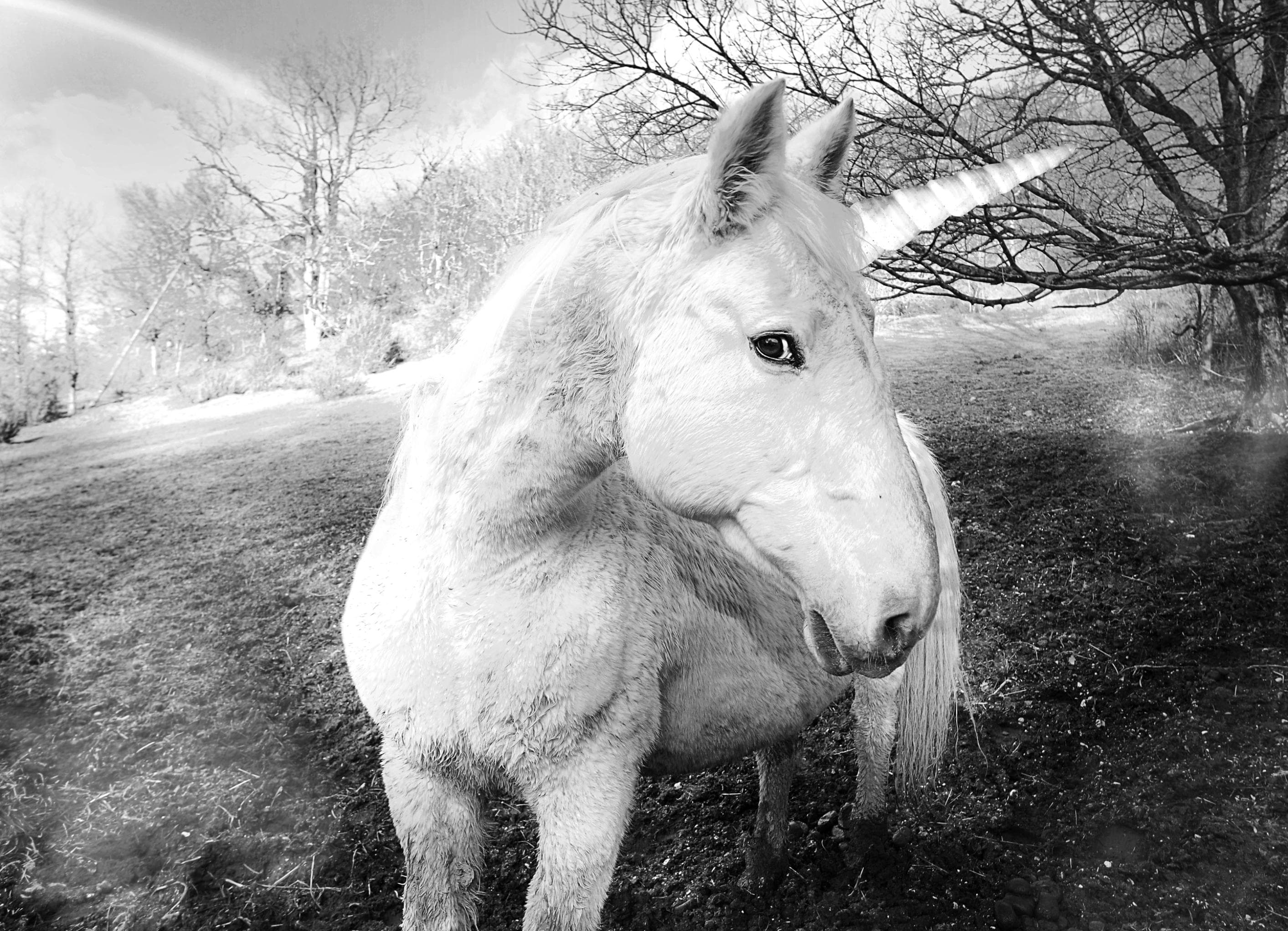 PAPERMOON Fototapete Einhorn Schwarz-Weiß Vlies