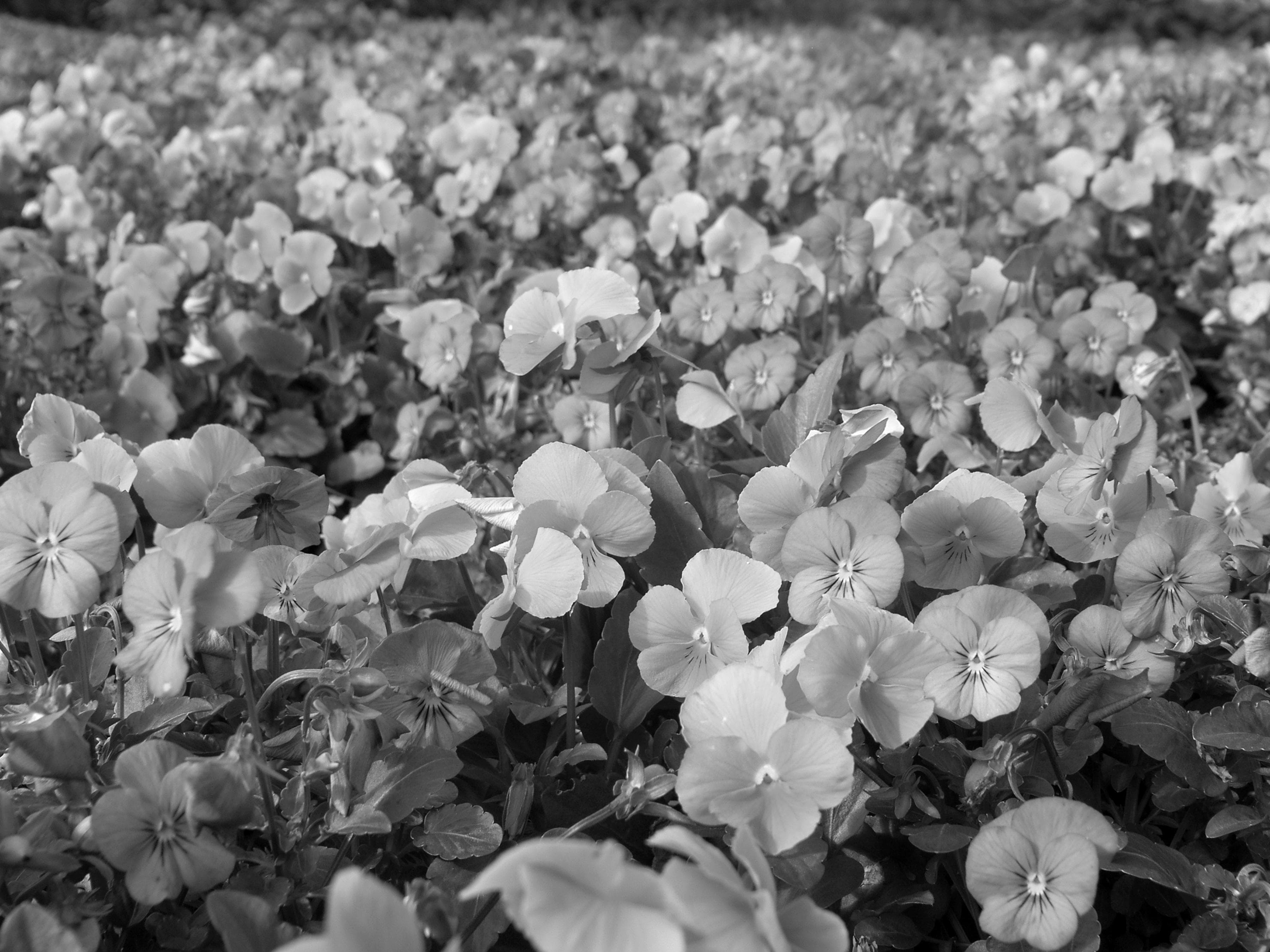 PAPERMOON Fototapete Blumen Schwarz & Weiß Vlies