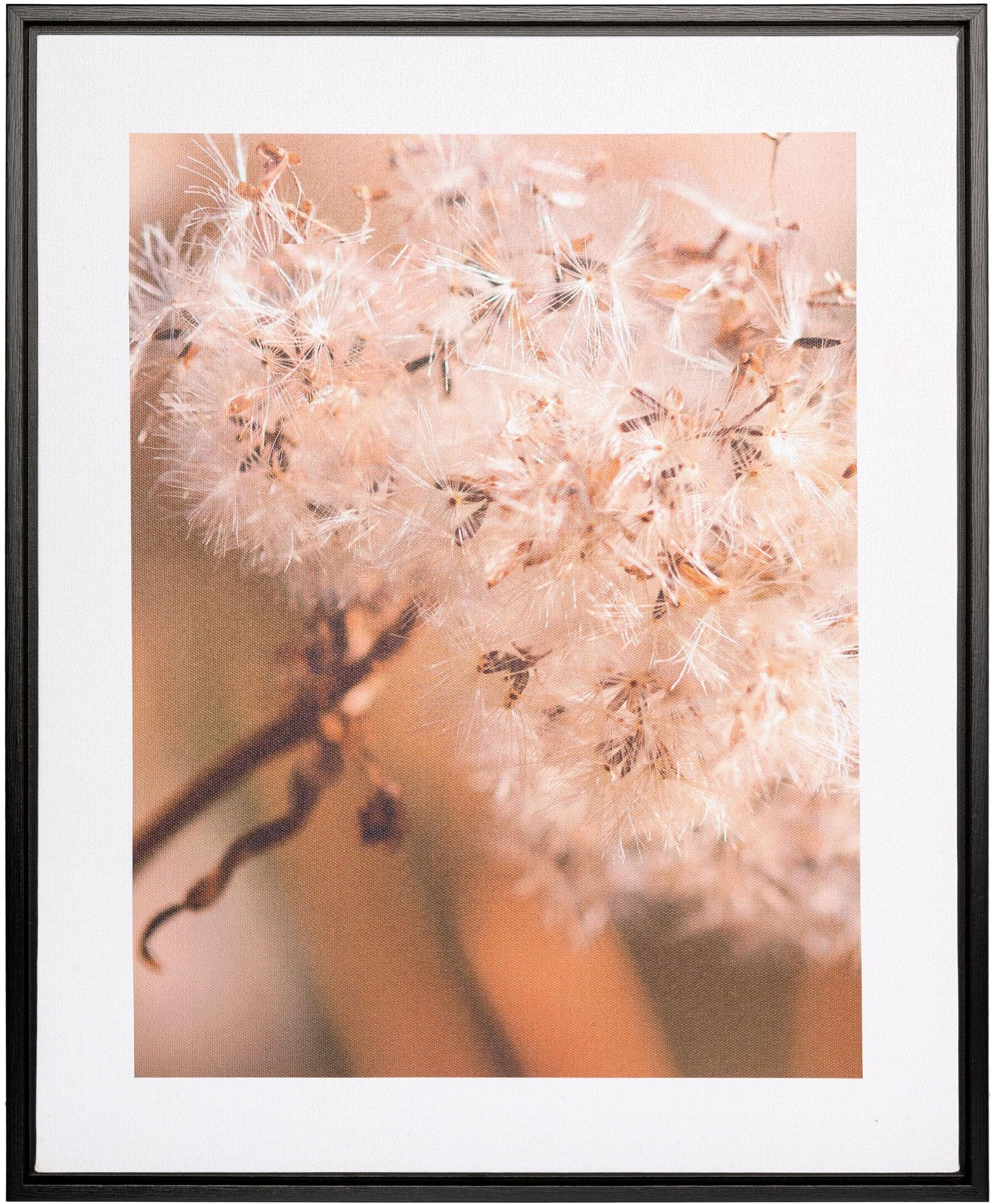 Bild mit Rahmen CREATIV HOME "Pusteblume" Natur Canvas Print