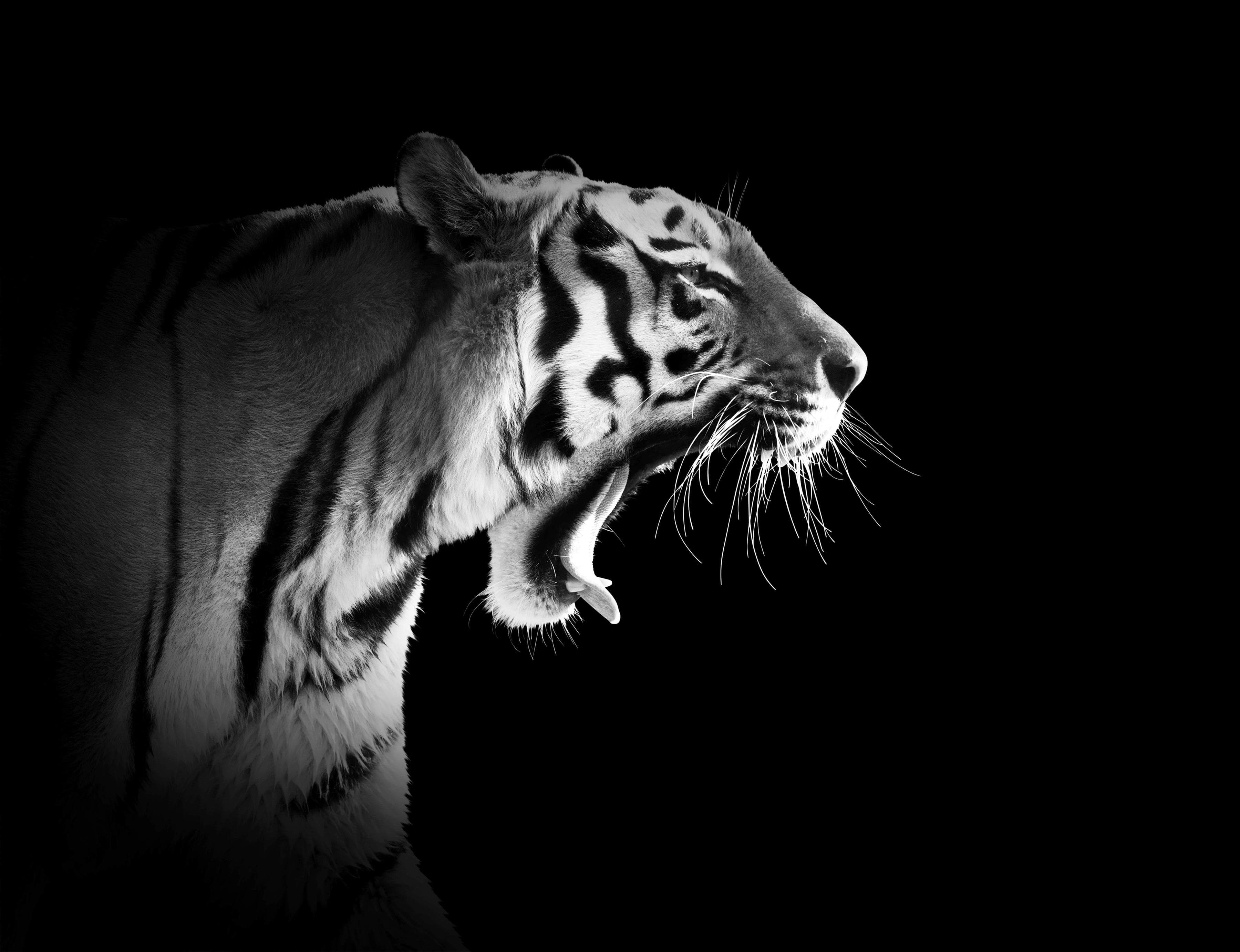 PAPERMOON Fototapete Tiger Schwarz-Weiß Vlies