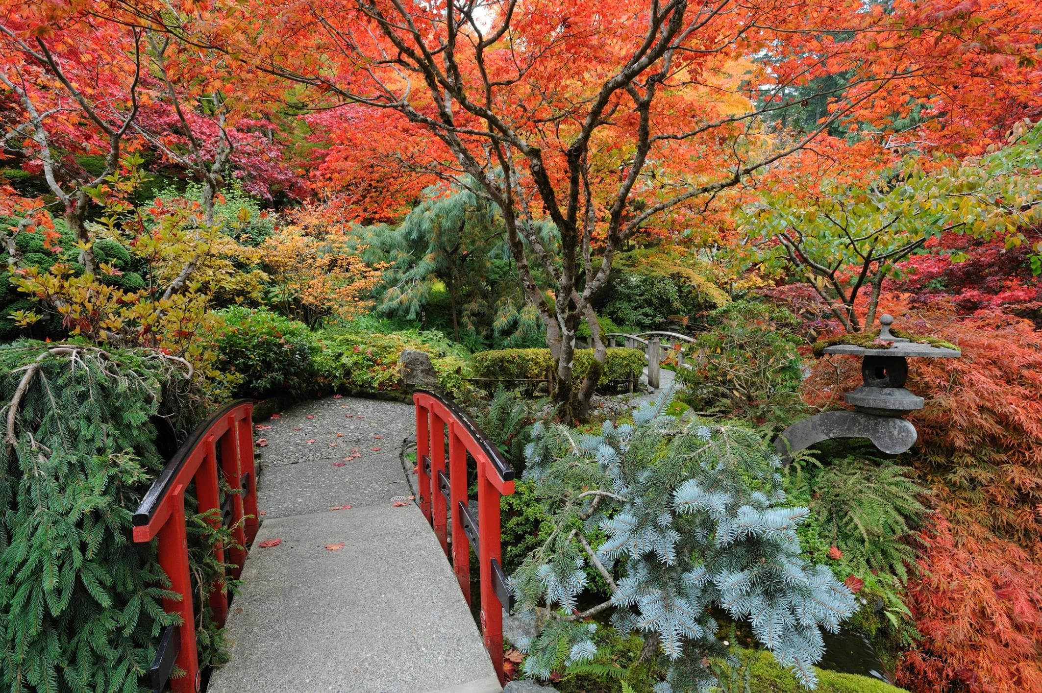 PAPERMOON Fototapete Japanischer Garten Herbst Vlies Bunt