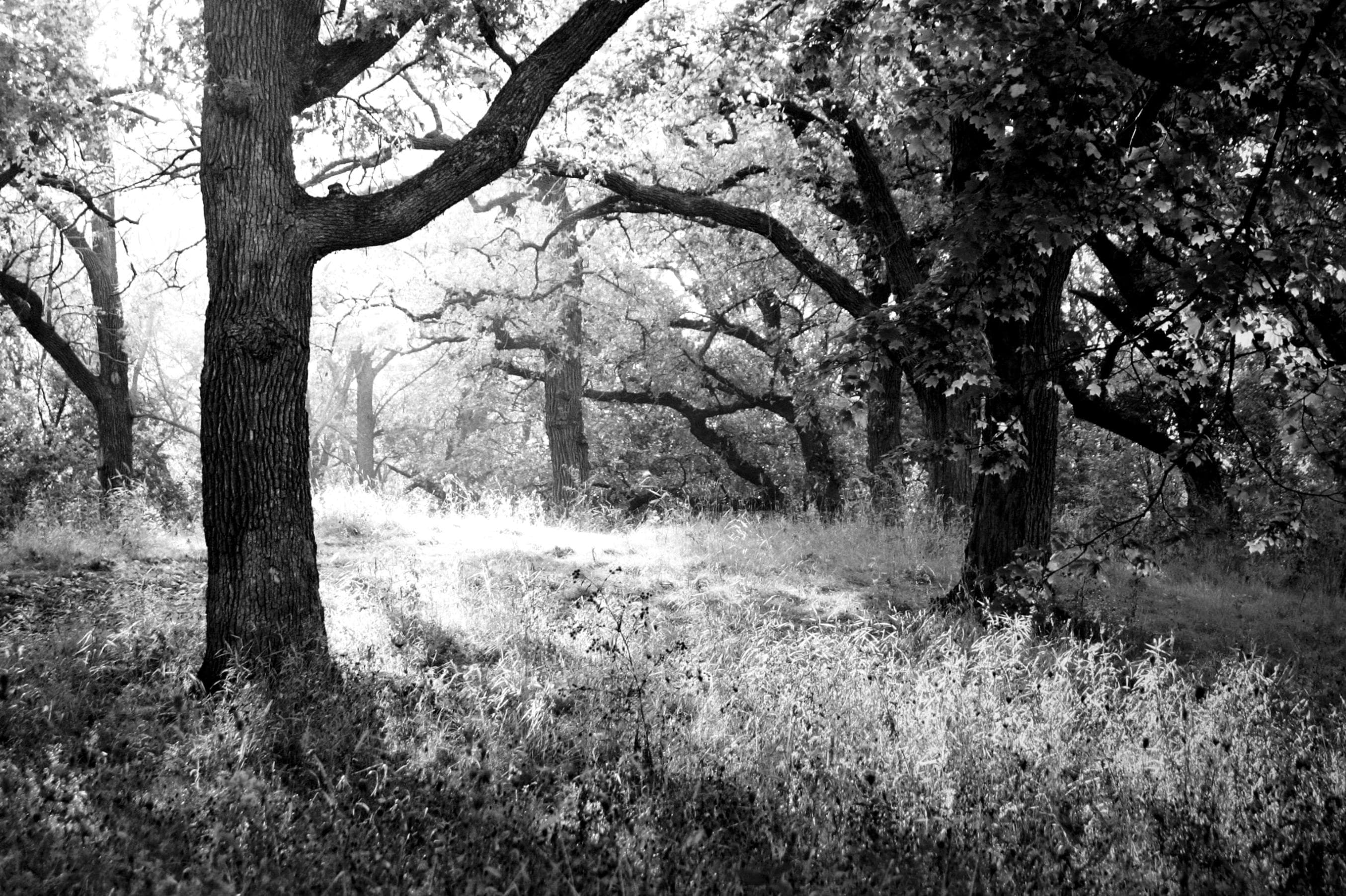 PAPERMOON Fototapete Wald Schwarz & Weiß Vlies