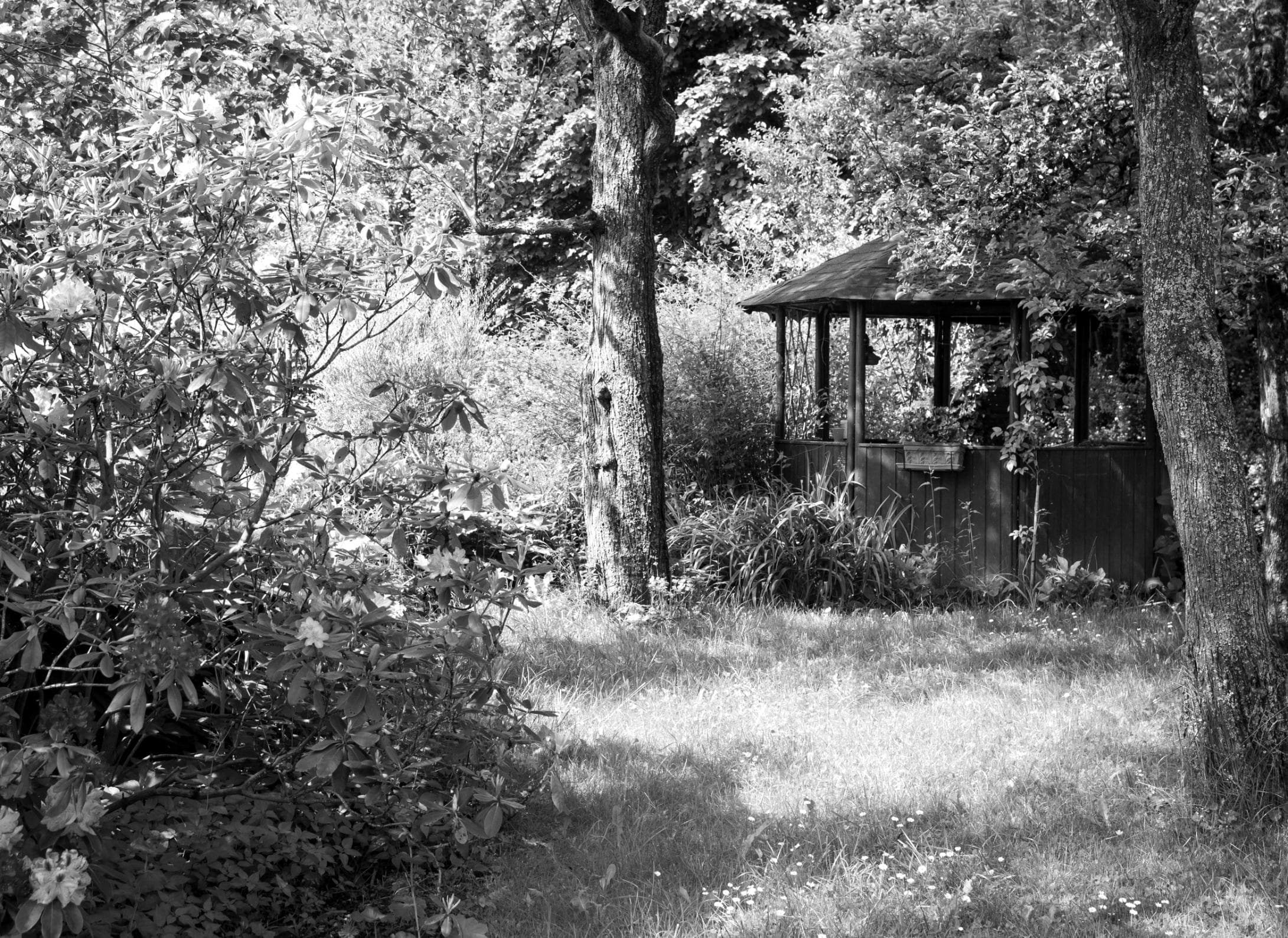 PAPERMOON Fototapete Garten Schwarz Weiß Vlies